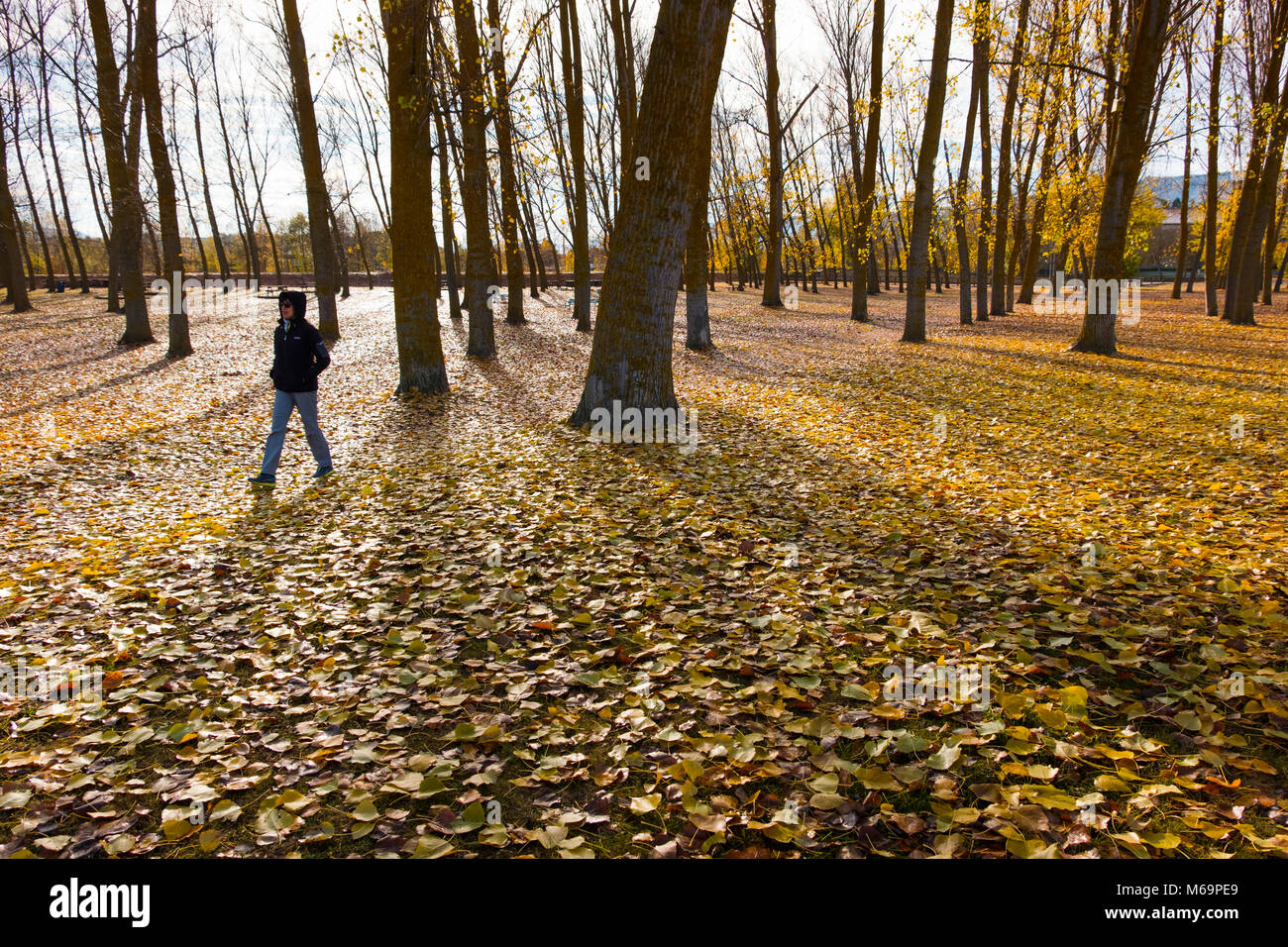 La donna a piedi attraverso un parco. Foglie di autunno e ad albero orizzontale. Medina de Pomar. Burgos, Castiglia e Leon Spagna. Europa Foto Stock