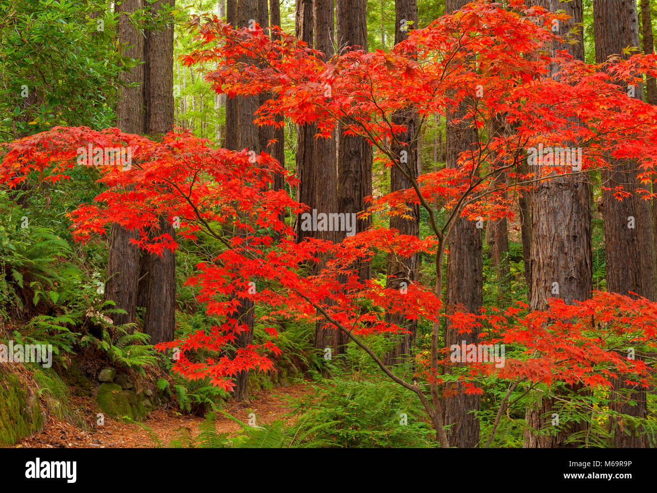 Acero giapponese, Redwoods, Fern Canyon giardino, Mill Valley, California Foto Stock