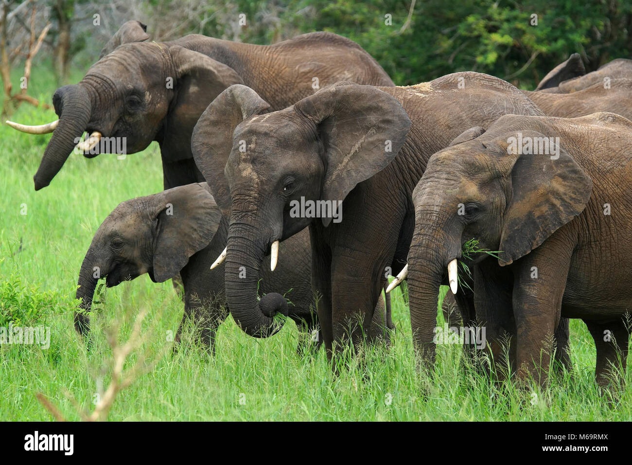 Elefantenfamilie mit Jungtier in Krueger N.P. in Sud Africa Foto Stock