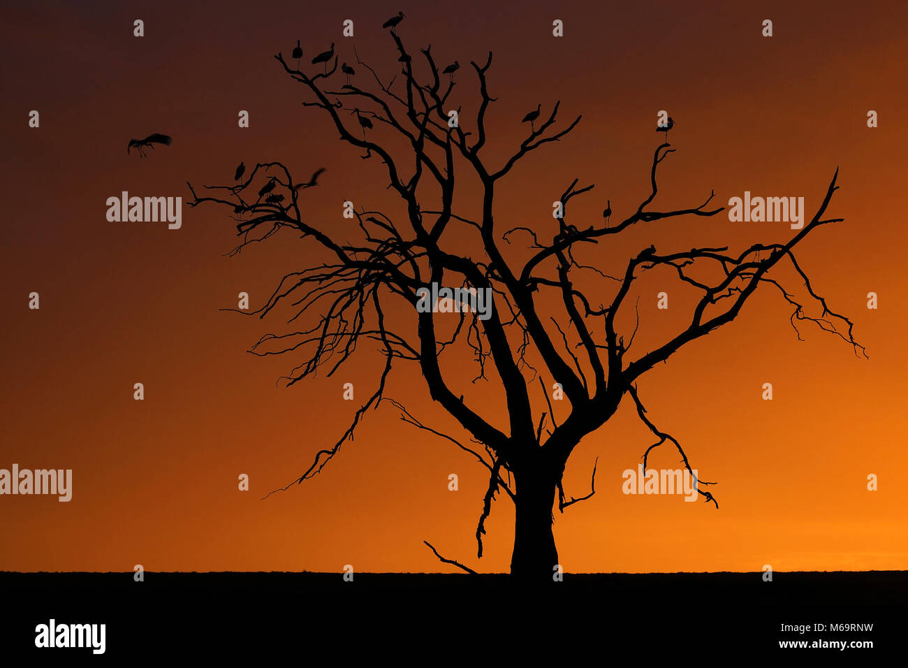 Stoerche im Baum als Silhouette vor Sonnenuntergang, sud africa Foto Stock