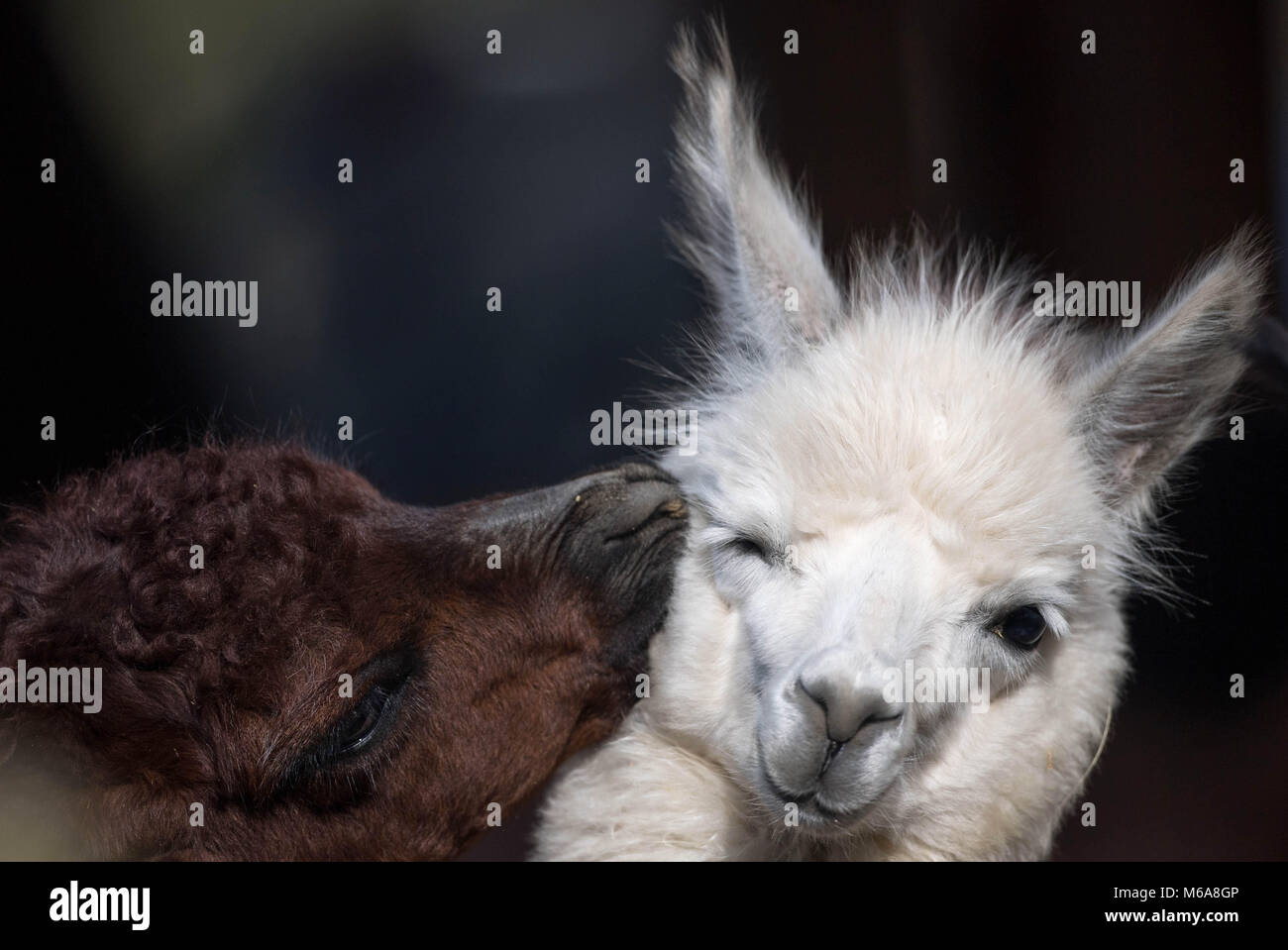 23 febbraio 2018, Germania, Frankfurt am Main: un marrone alpaca ricerche per il contatto di corpo al allo zoo di Francoforte. Foto: Fabian Sommer/dpa Foto Stock