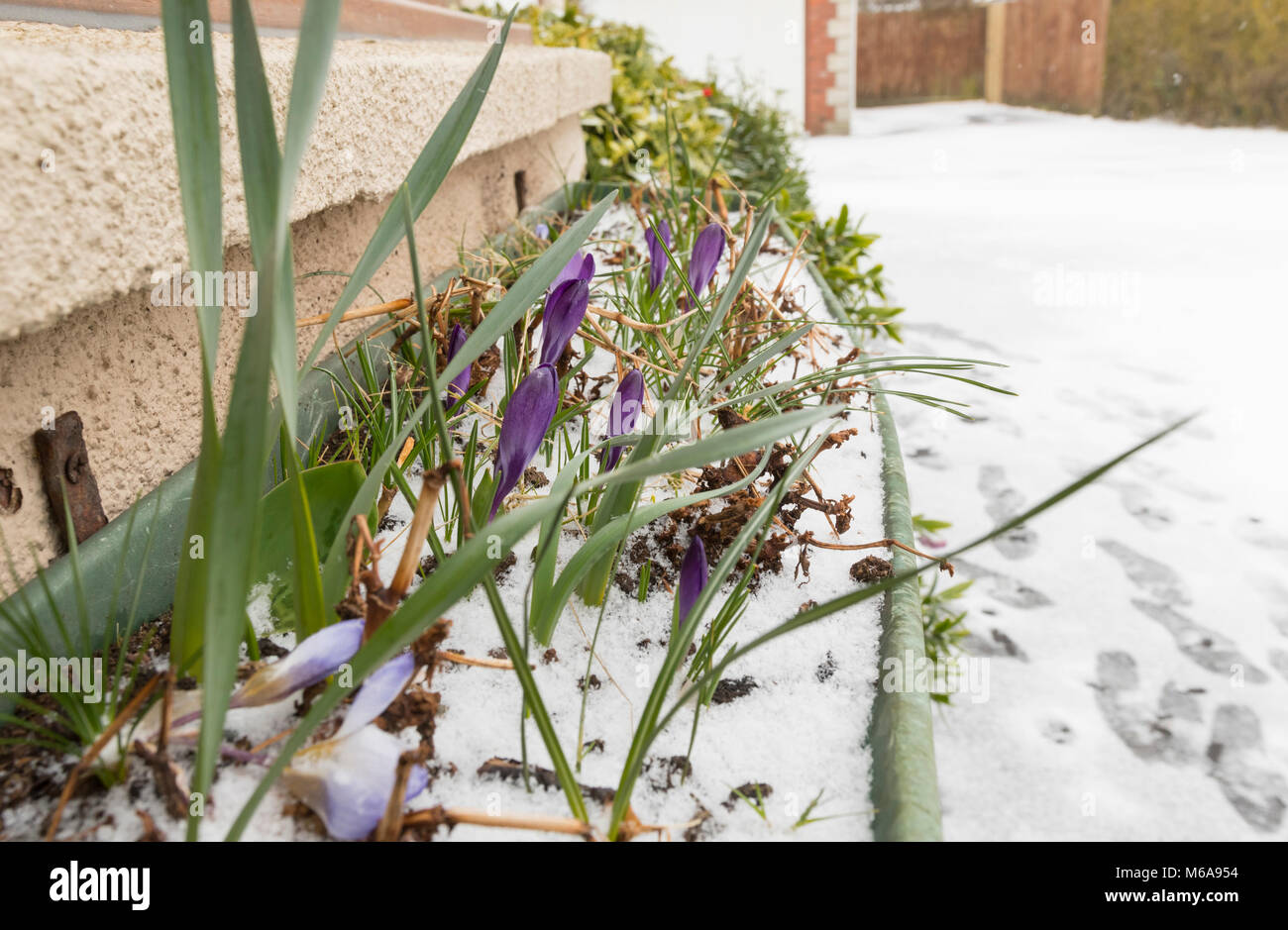 Chiuso il Crocus fiori che crescono in una coperta di neve aiuola di fiori in un freddo giorno di inverno nel Regno Unito. Foto Stock