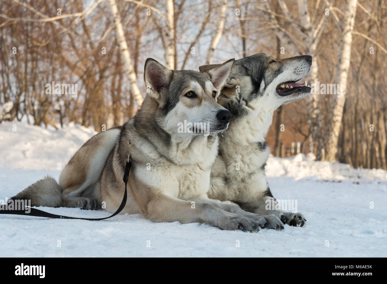 Bella maschio e femmina di Saarloos wolfhound in winter park Foto Stock