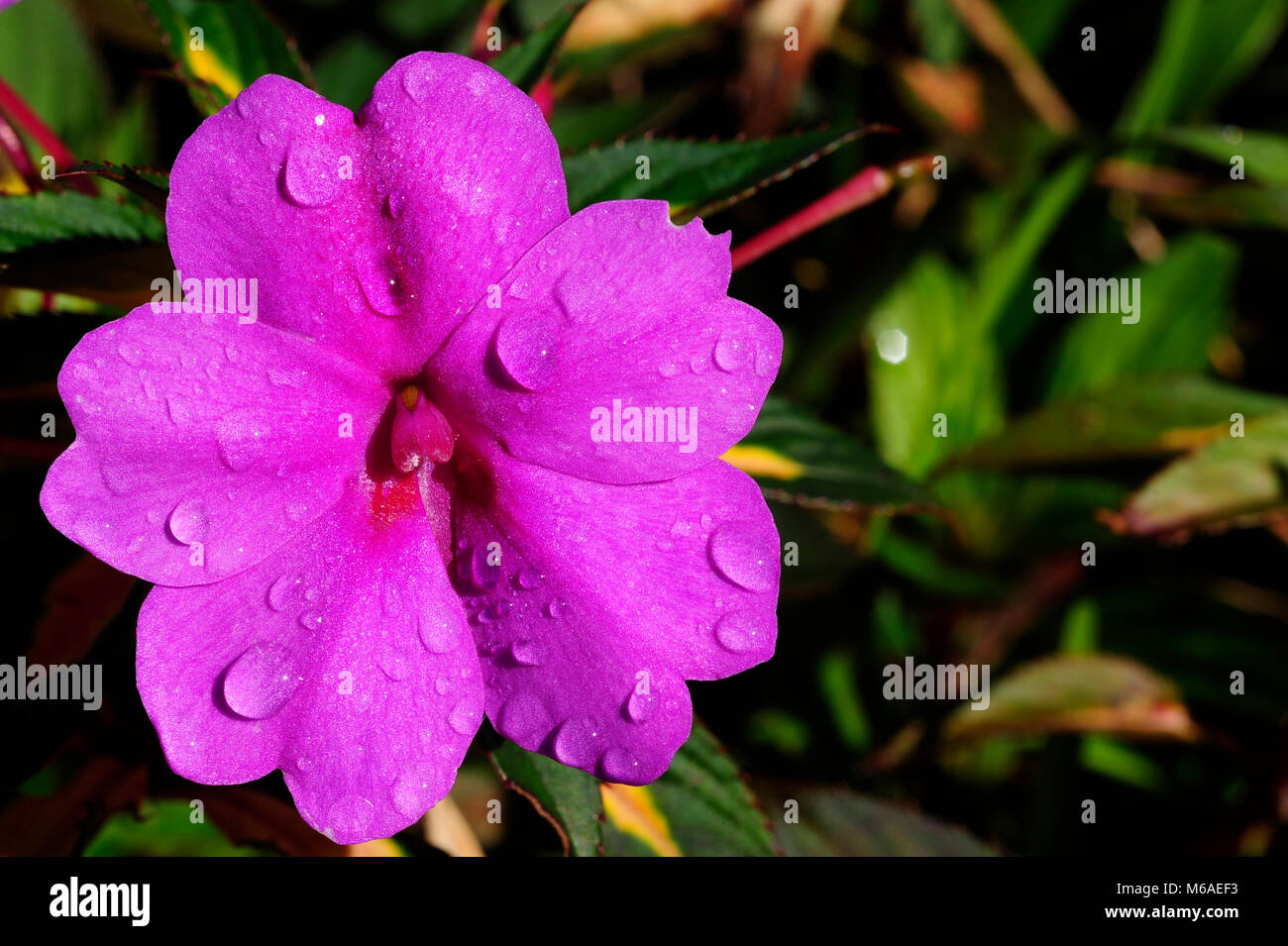 Dewey Imaptiens fiore lungo un sentiero escursionistico a Bosque Caricias, una riserva naturale privata, situata a Concepción de San Isidro de Heredia in Costa Foto Stock