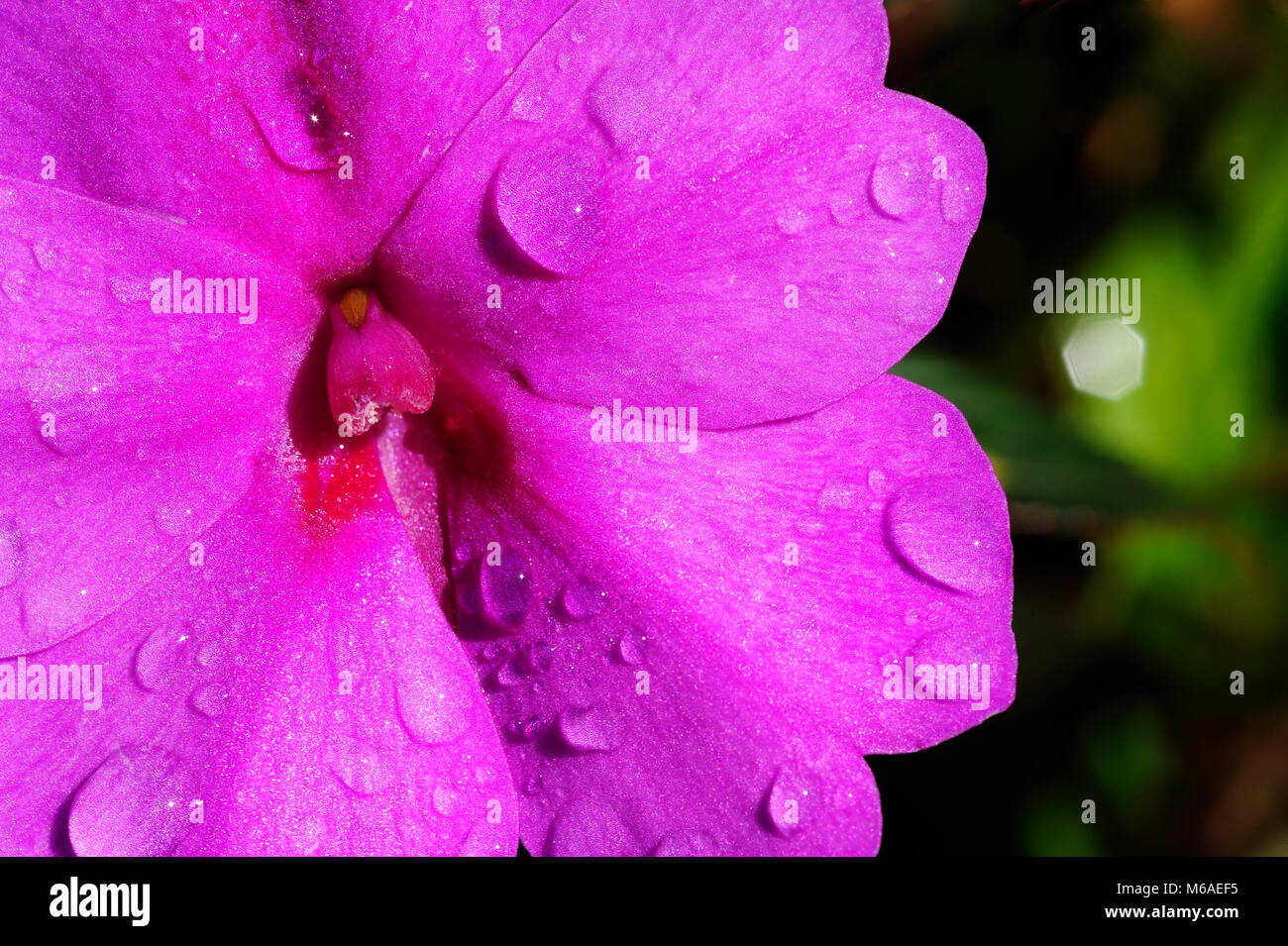 Dewey Imaptiens fiore lungo un sentiero escursionistico a Bosque Caricias, una riserva naturale privata, situata a Concepción de San Isidro de Heredia in Costa Foto Stock