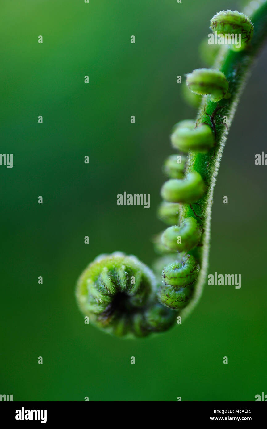 Una felce è un membro di un gruppo di piante vascolari che si riproducono tramite spore e non hanno né semi né fiori. La maggior parte delle felci sono leptosporangiate ferns Foto Stock