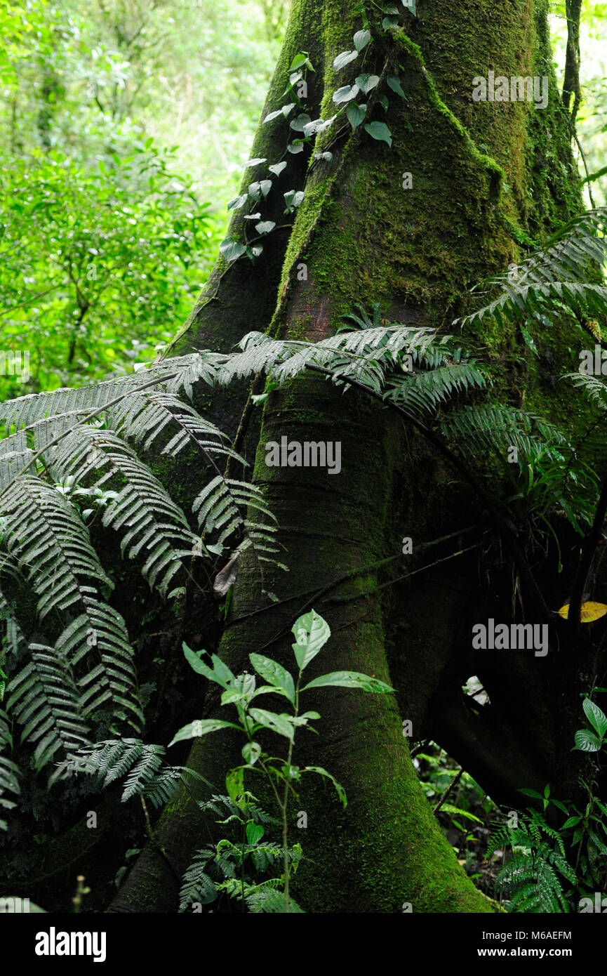 Sentiero forestale verde nel Bosque Caricias è una riserva naturale privata, situata a Concepción de San Isidro de Heredia. Foto Stock