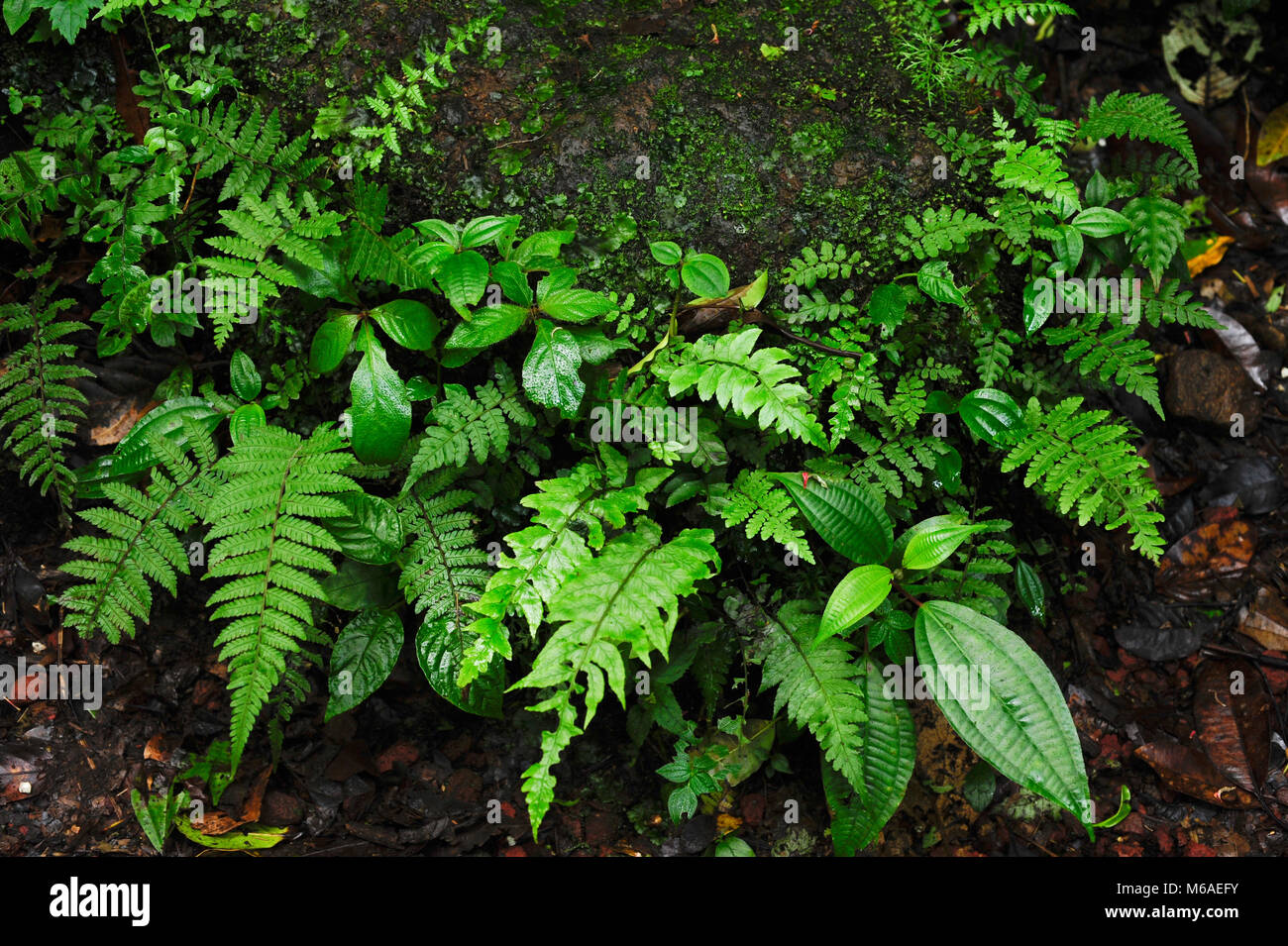 Trailside felci in Bosque Caricias, una riserva naturale privata, situata a Concepción de San Isidro de Heredia. Foto Stock