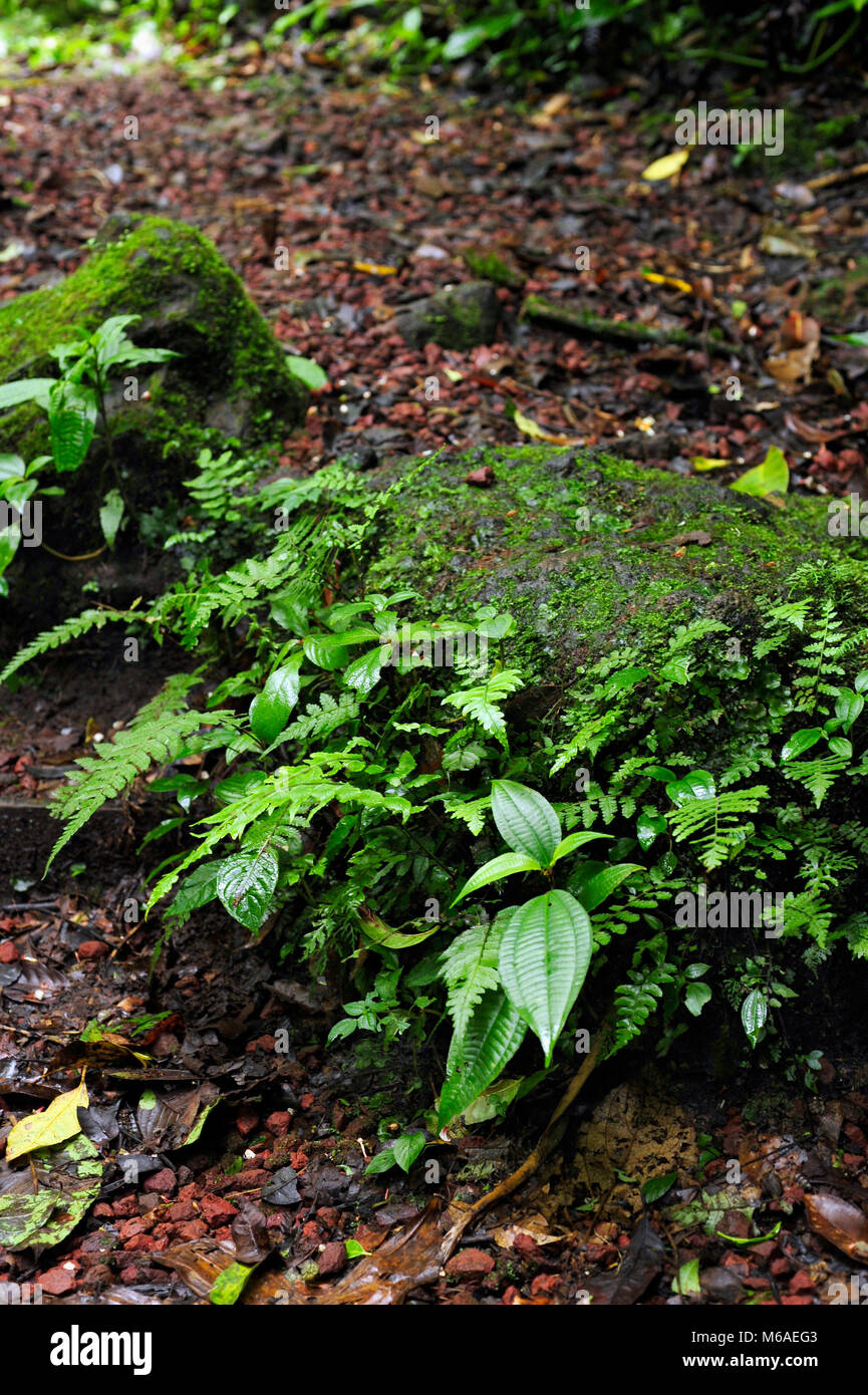 Trailside felci in Bosque Caricias, una riserva naturale privata, situata a Concepción de San Isidro de Heredia. Foto Stock