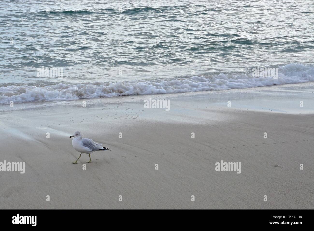 Un anello di gabbiano fatturati (Larus delawarensis) lascia le sue orme nella sabbia sulla spiaggia presso Rockaway Park, NY. Foto Stock