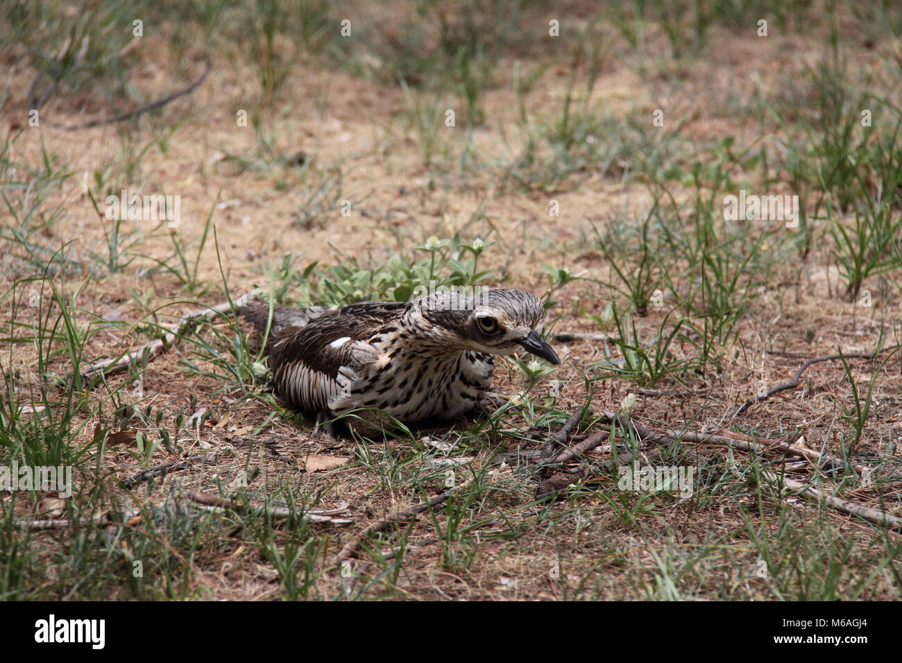 Boccola di pietra (Curlew Burhinus Grallarius) Foto Stock