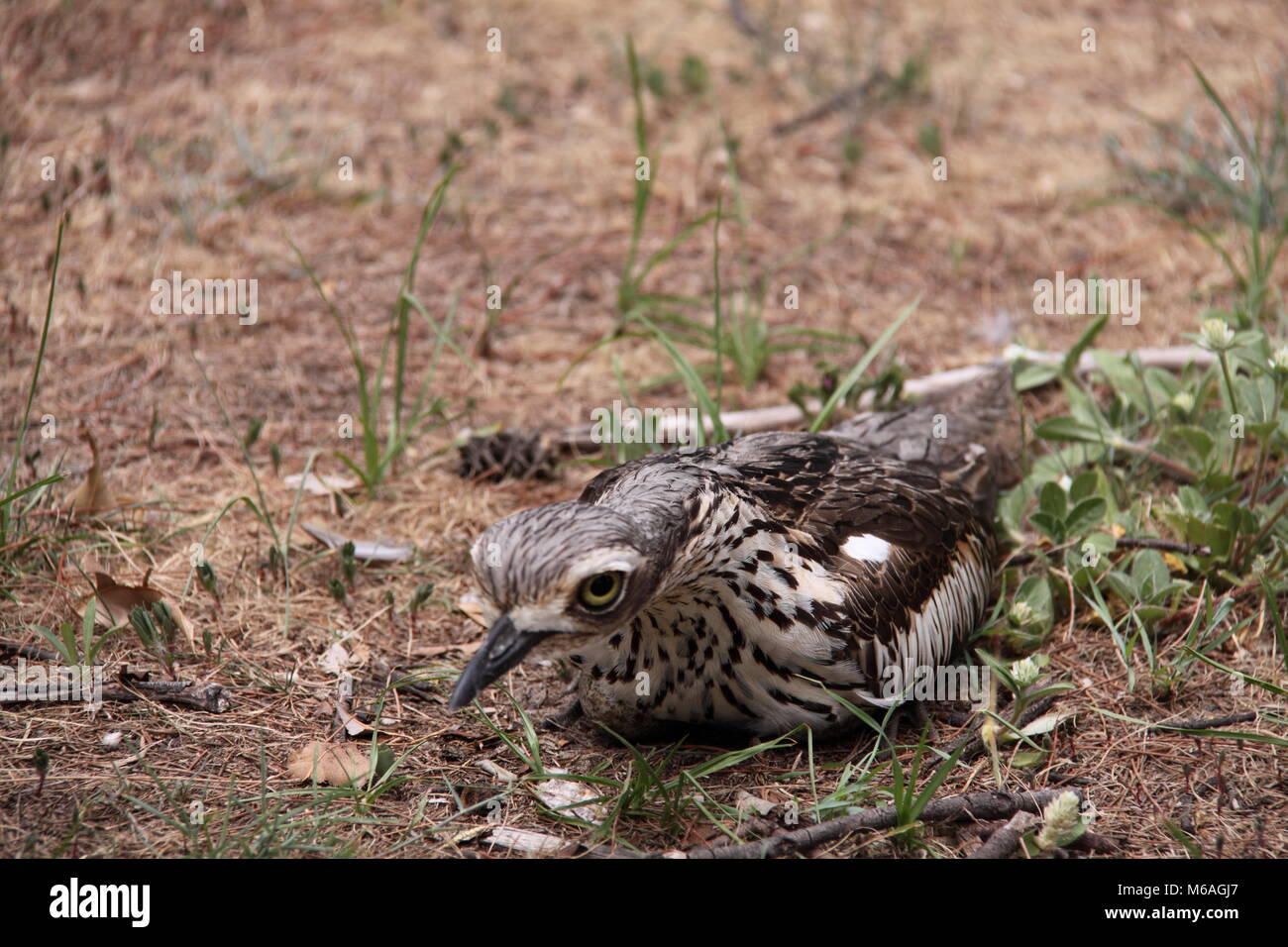 Boccola di pietra (Curlew Burhinus Grallarius) Foto Stock