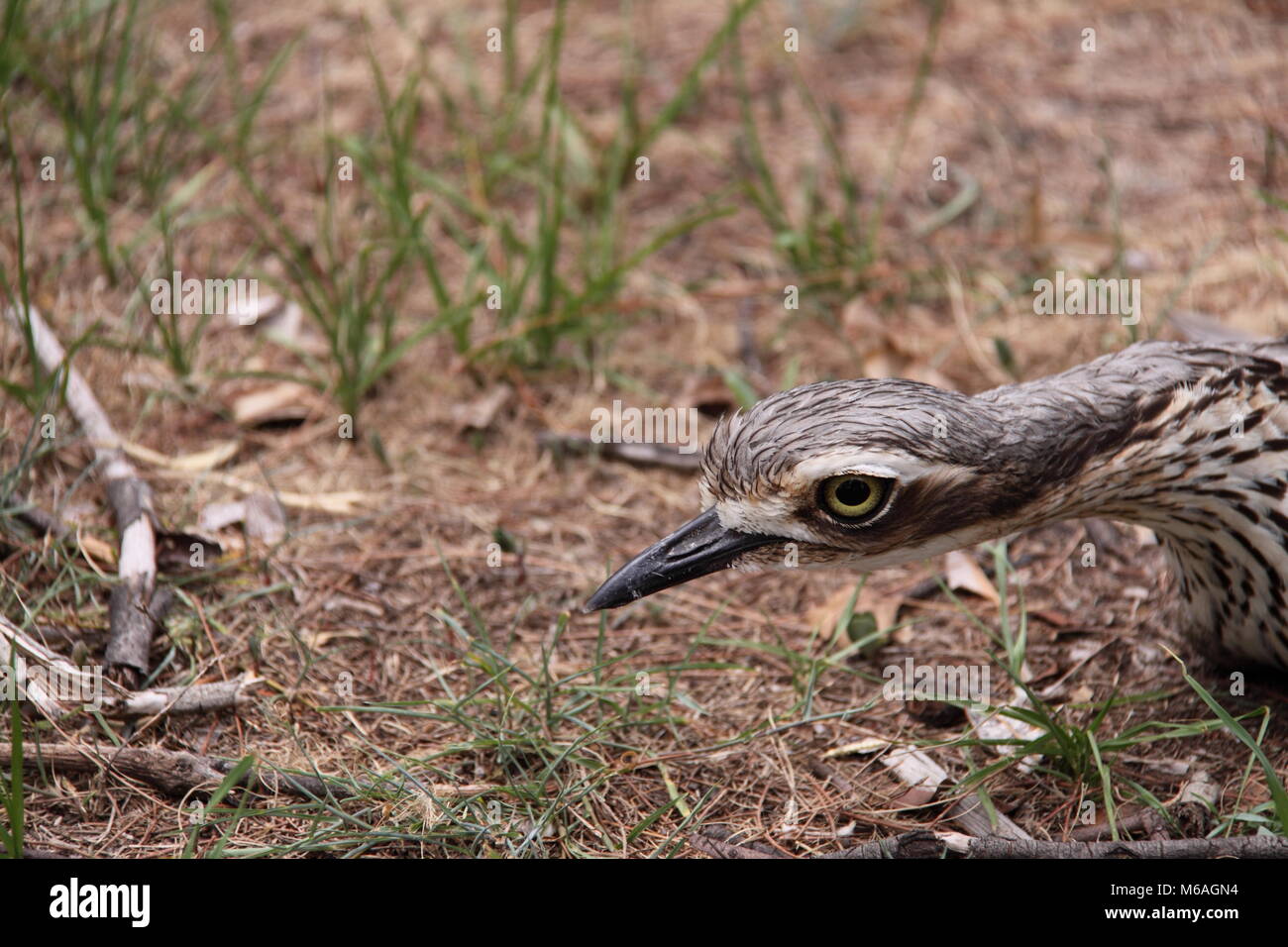 Boccola di pietra (Curlew Burhinus Grallarius) Foto Stock