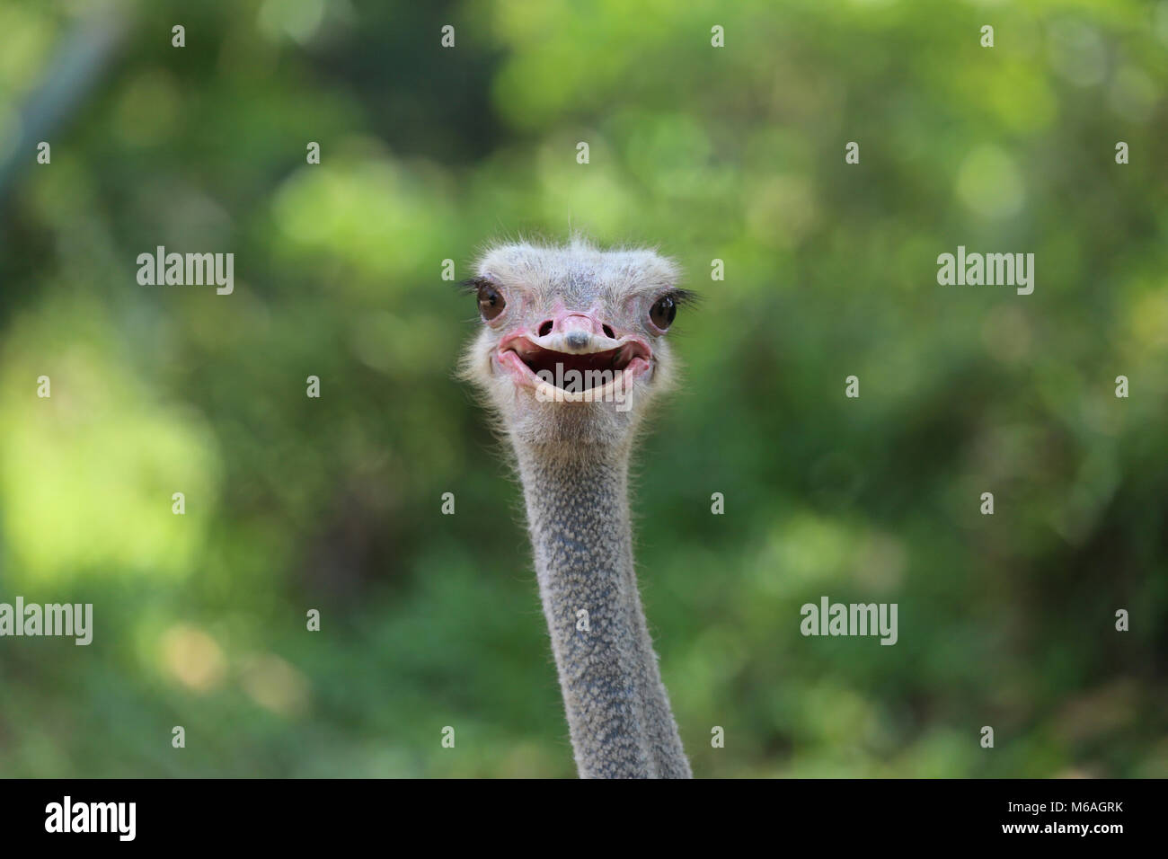 Carino struzzo Foto Stock