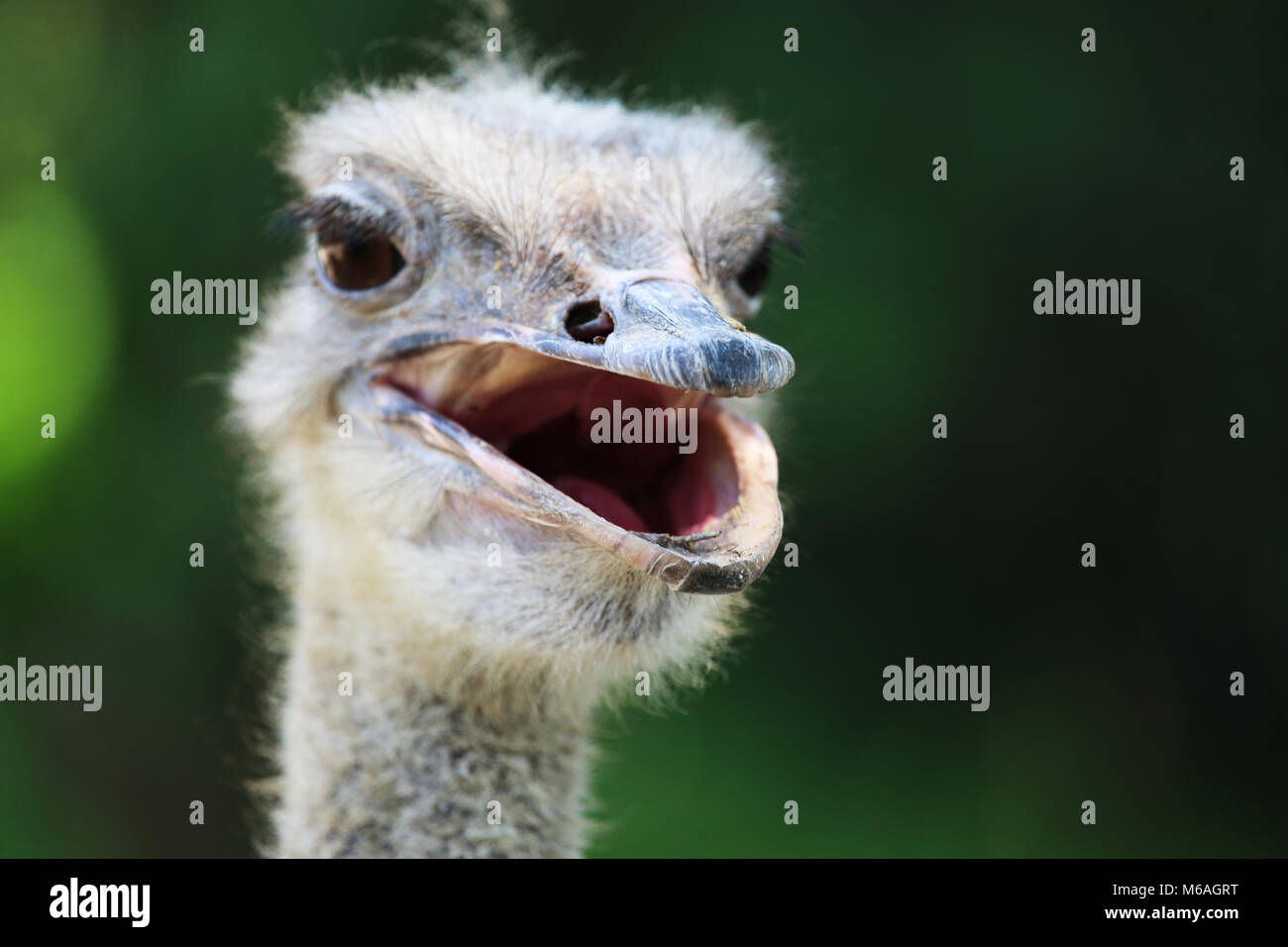 Carino struzzo Foto Stock