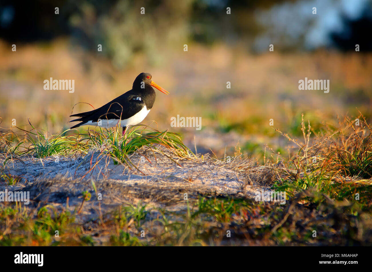 Pied oystercatcher (Haematopus longirostris) permanente sulla piccola sandhill tra vegetazione costiera. Foto Stock