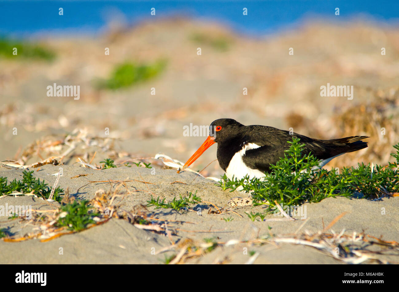 Pied oystercatcher (Haematopus longirostris) seduta sulle uova nel raschiare nido su foredunes. Shoalwater Islands Marine Park Foto Stock