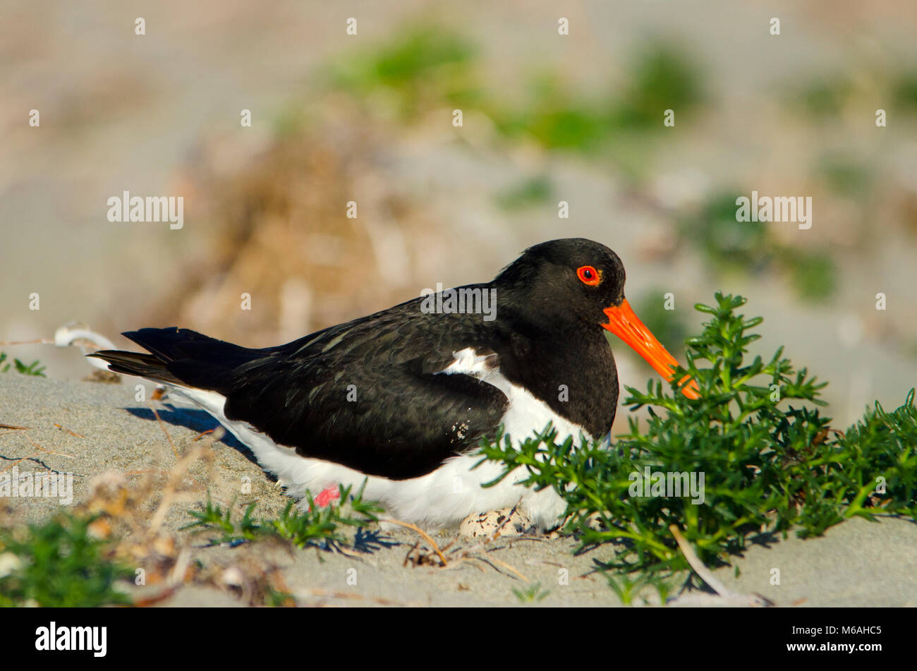Pied oystercatcher (Haematopus longirostris) seduta sulle uova nel raschiare nido su foredunes. Shoalwater Islands Marine Park Foto Stock