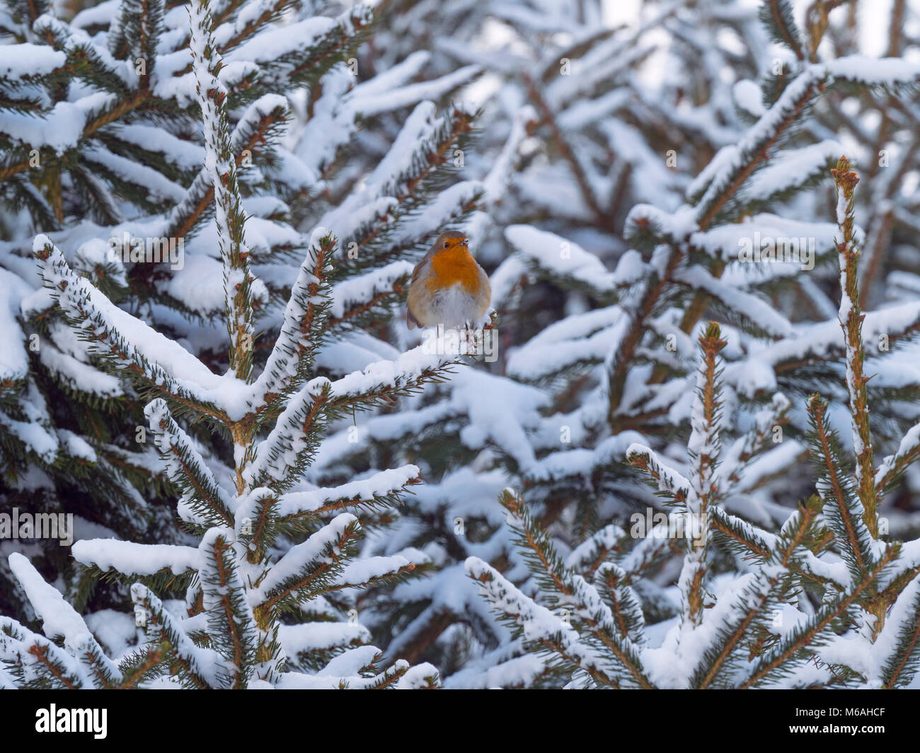 Single Robin Erithacus Rubecula nella neve Foto Stock