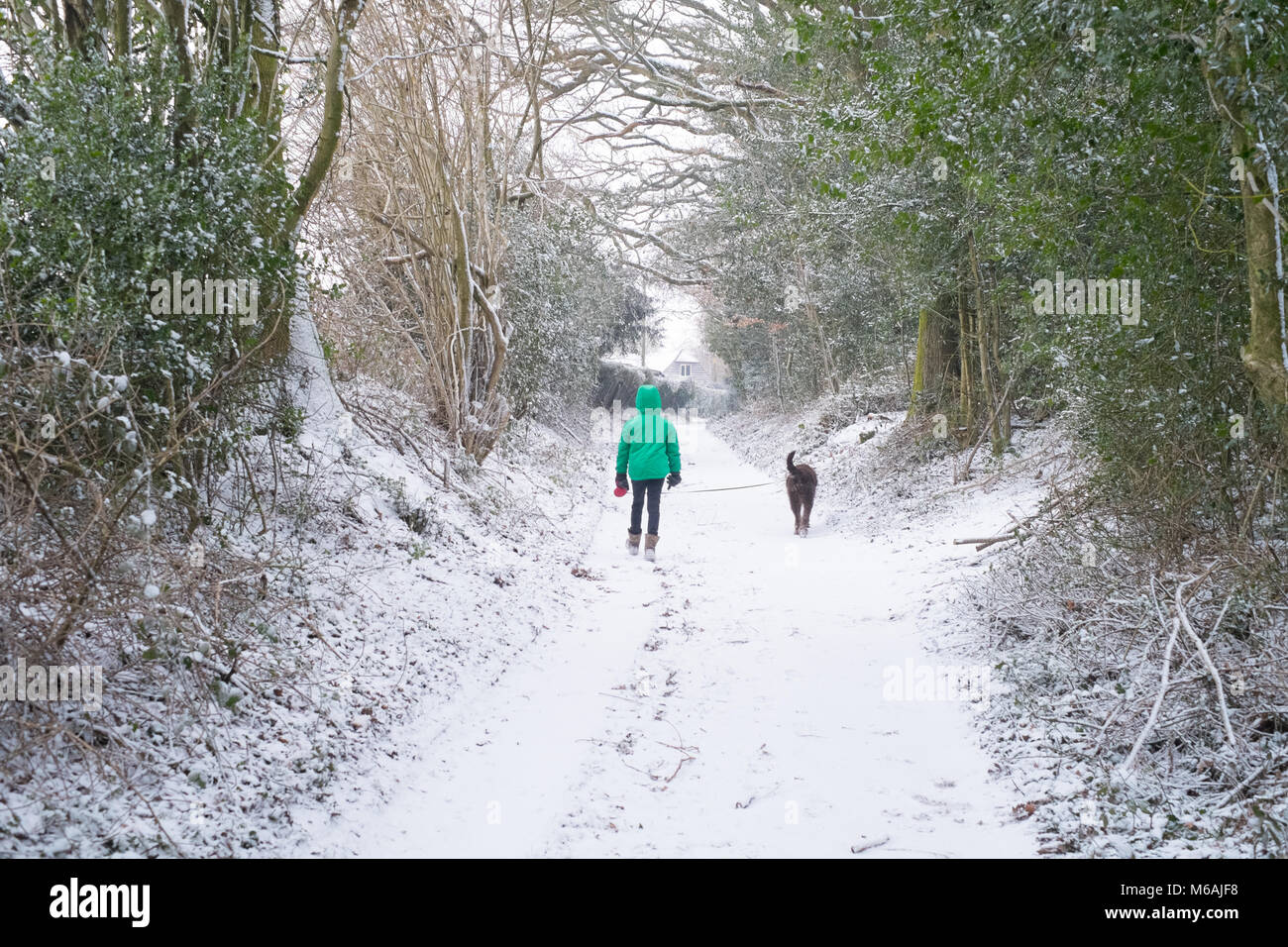 Bambino di otto anni camminare il suo cane nella neve, Knapp Lane , Medstead , Alton, Hampshire, Inghilterra, Regno Unito. Foto Stock