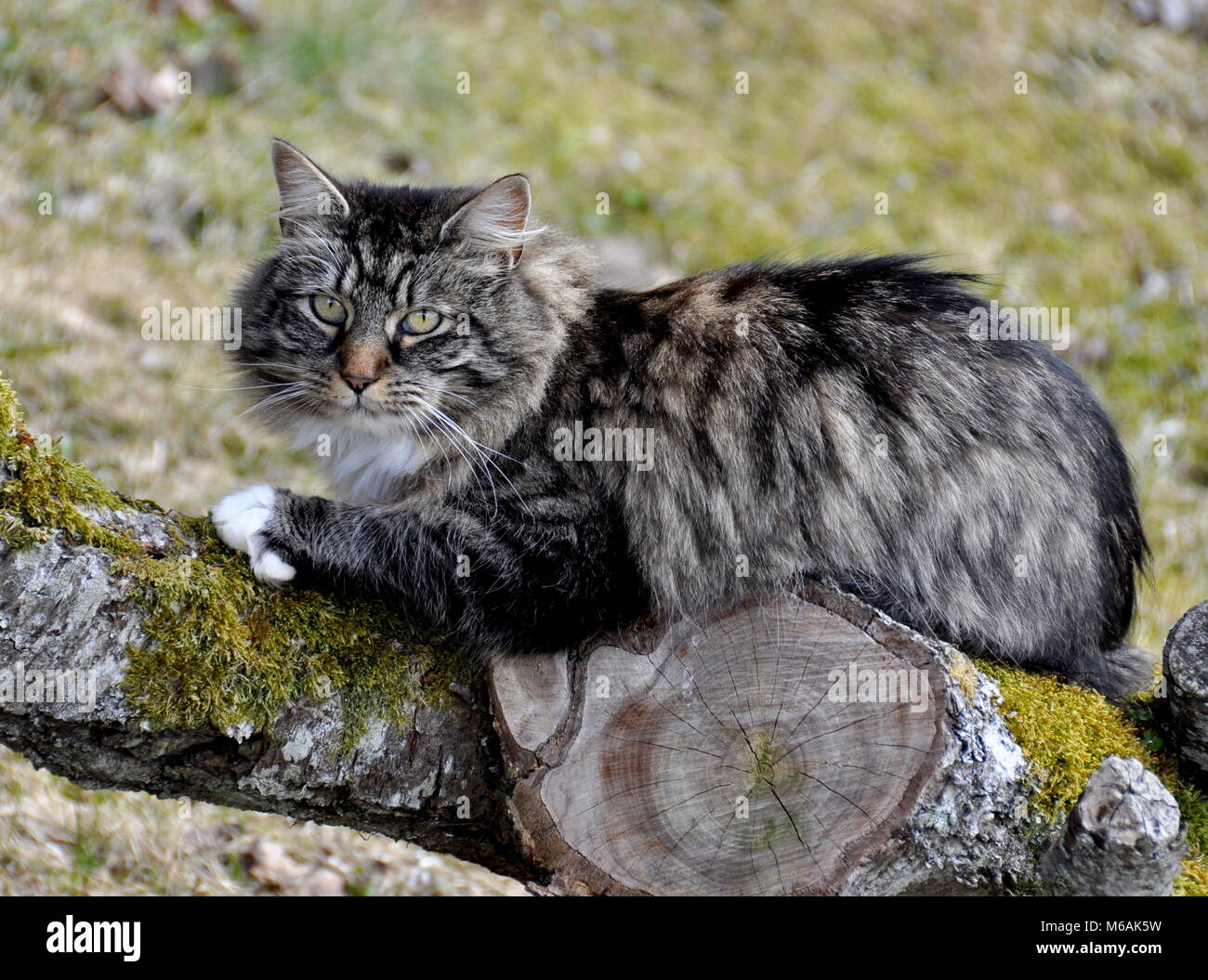 Longhair Cat seduto su un log per esterno Foto Stock