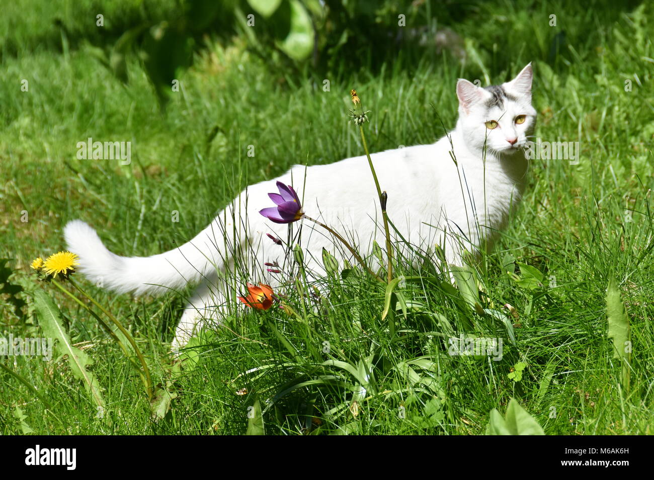 White longhair cat in piedi in un campo di fiori Foto Stock