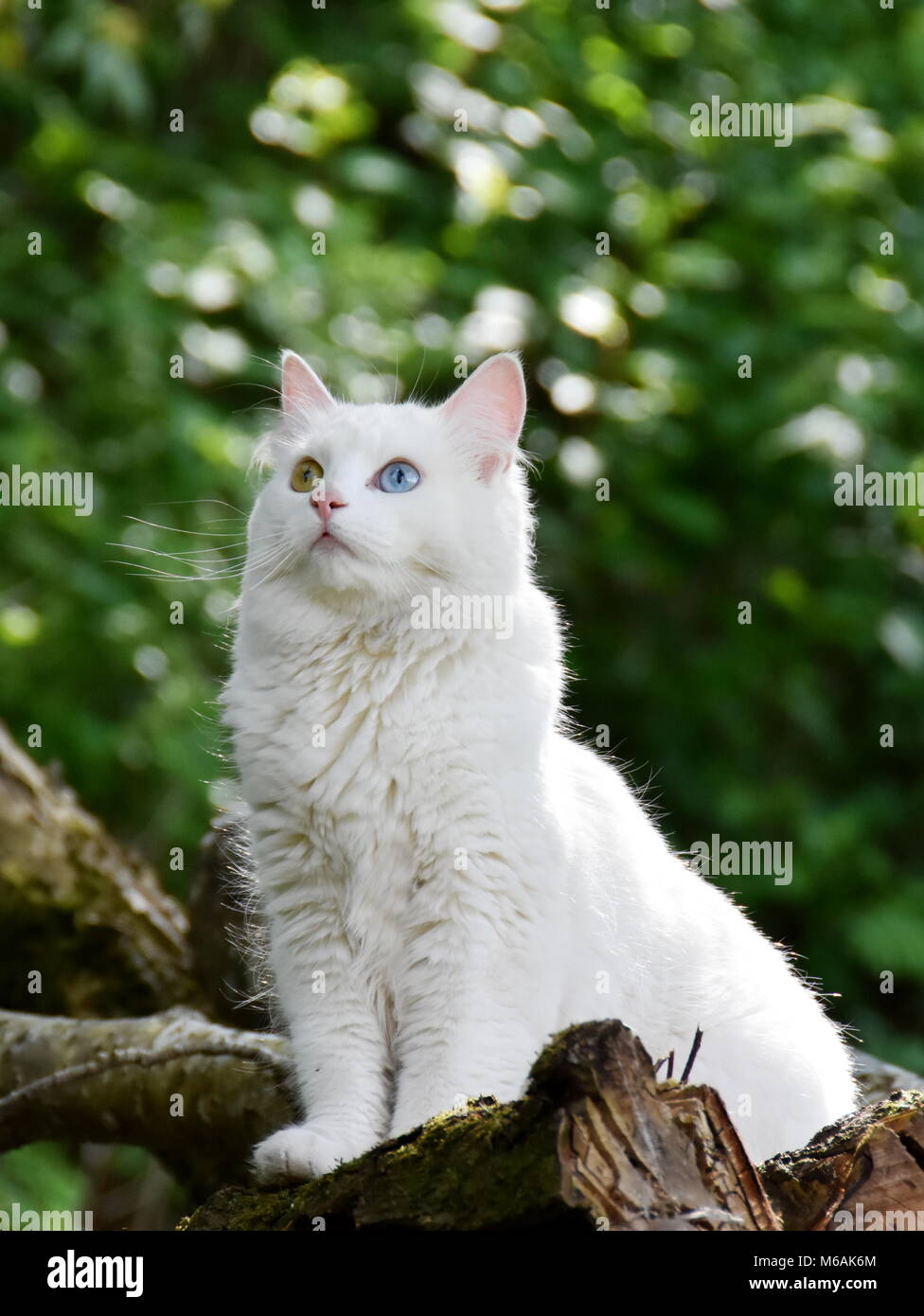 Gatto Bianco con heterochromia iridis seduto su un log per esterno Foto Stock
