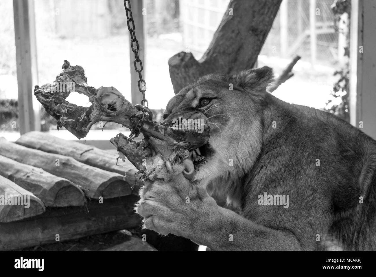 Immagine in bianco e nero di leonessa alimentazione su un grande pezzo di carne ad un giardino zoologico Foto Stock