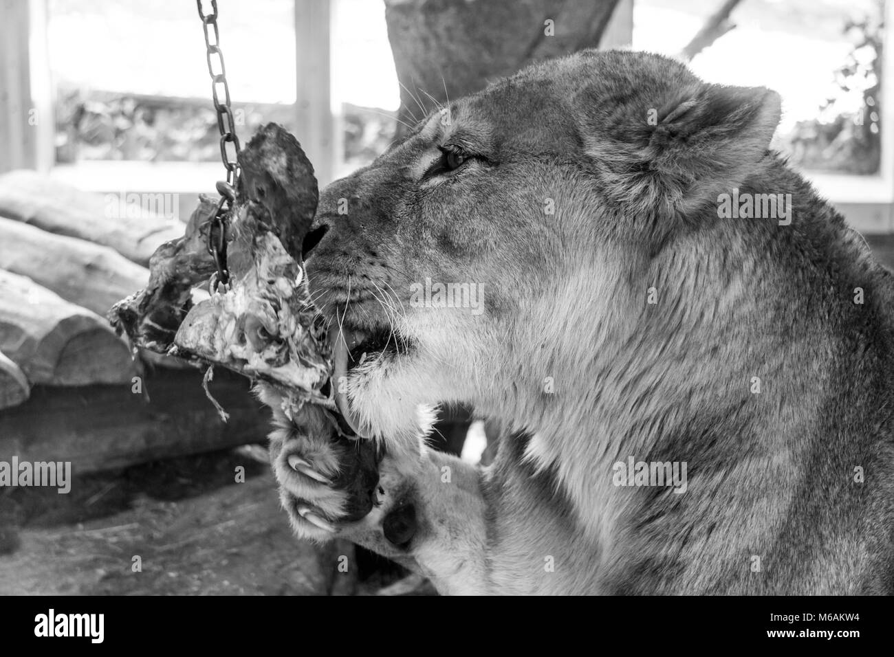Degustazione di leonessa lo zoo pasto mediante leccamento esso con la sua linguetta (bianco e nero) Foto Stock