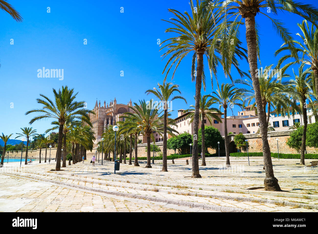 Palma de Mallorca, Spagna. Central Park con alberi di palma in estate Foto Stock