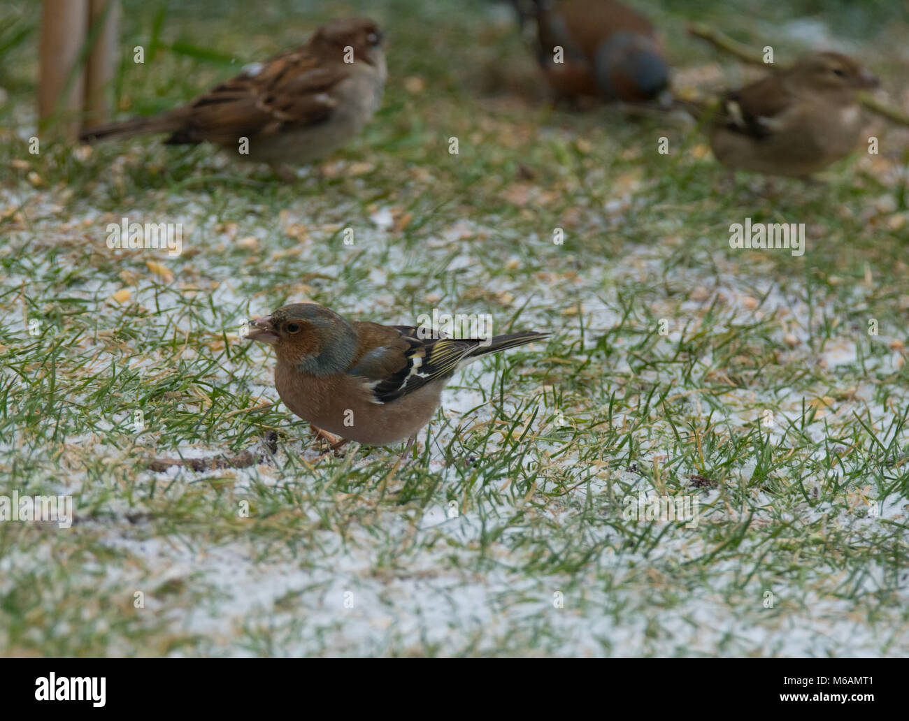 Concetto di immagine di inverno e basse temperature all'interno di un giardino inglese in inverno.uccelli venite al giardino di alimentazione supplementare da sementi di uccello posto su Foto Stock