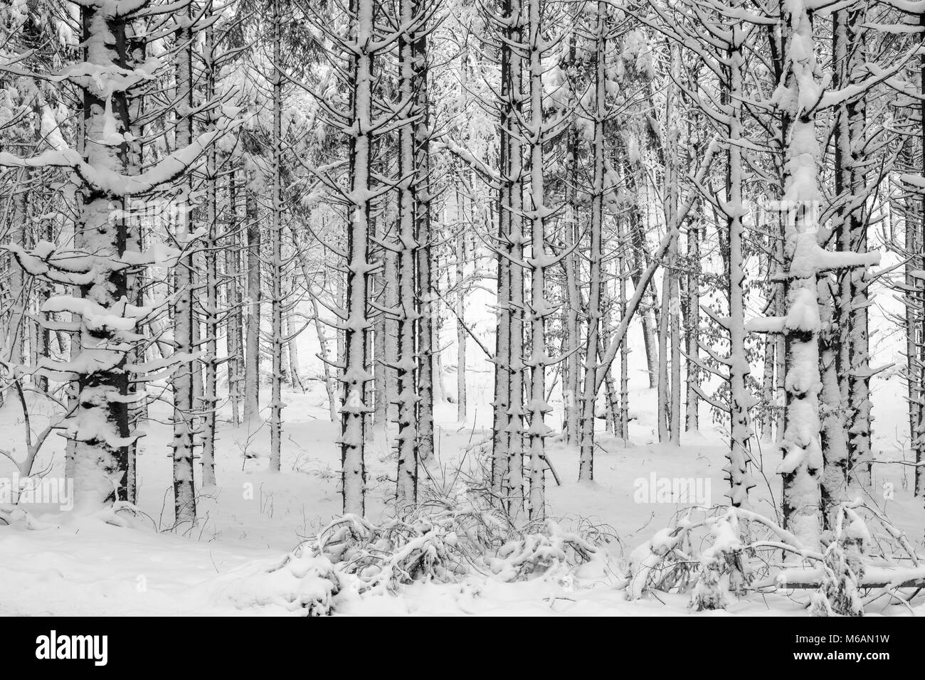 Tronchi di albero coperto di neve e boschi misti, vicino Dietramszell, Alta Baviera, Baviera, Germania Foto Stock
