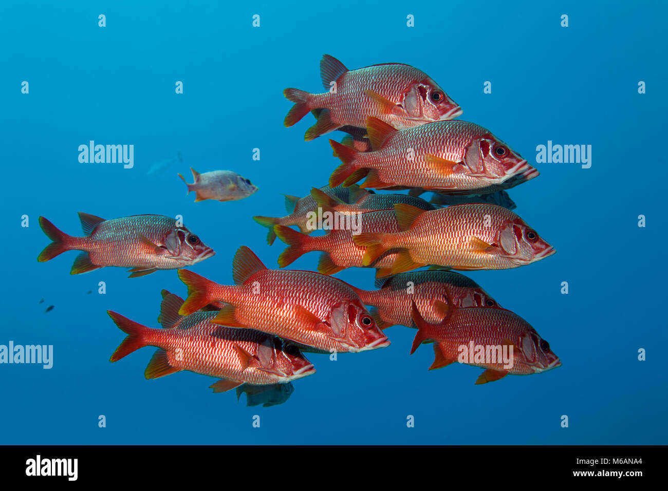 Sciame Sabre squirrelfishes (Sargocentron spiniferum), pacifico, Polinesia Francese Foto Stock