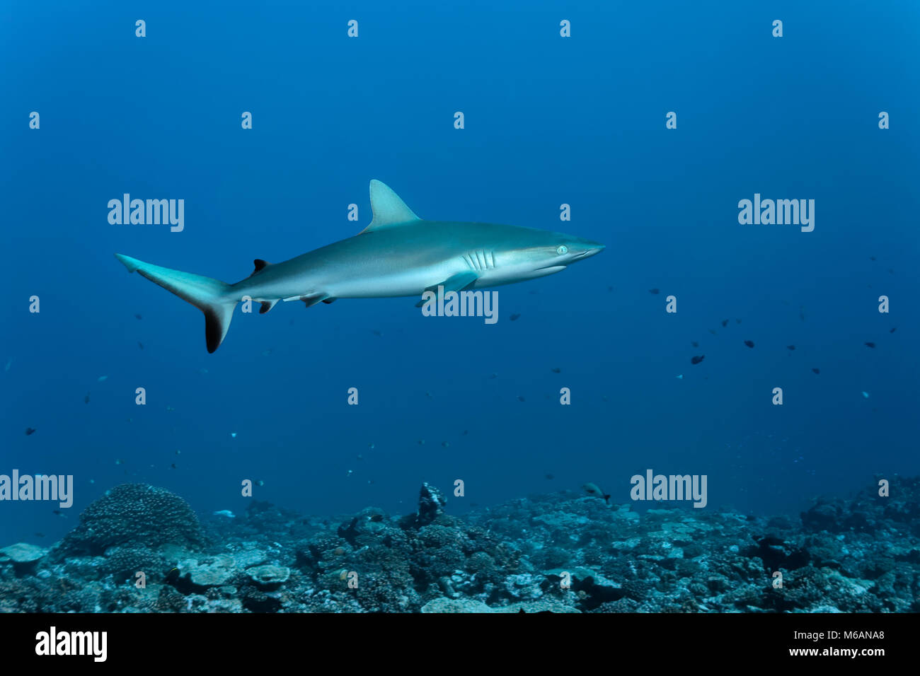 Grey Reef shark (Carcharhinus amblyrhynchos) galleggia sulla barriera corallina, Oceano Pacifico, Polinesia Francese Foto Stock