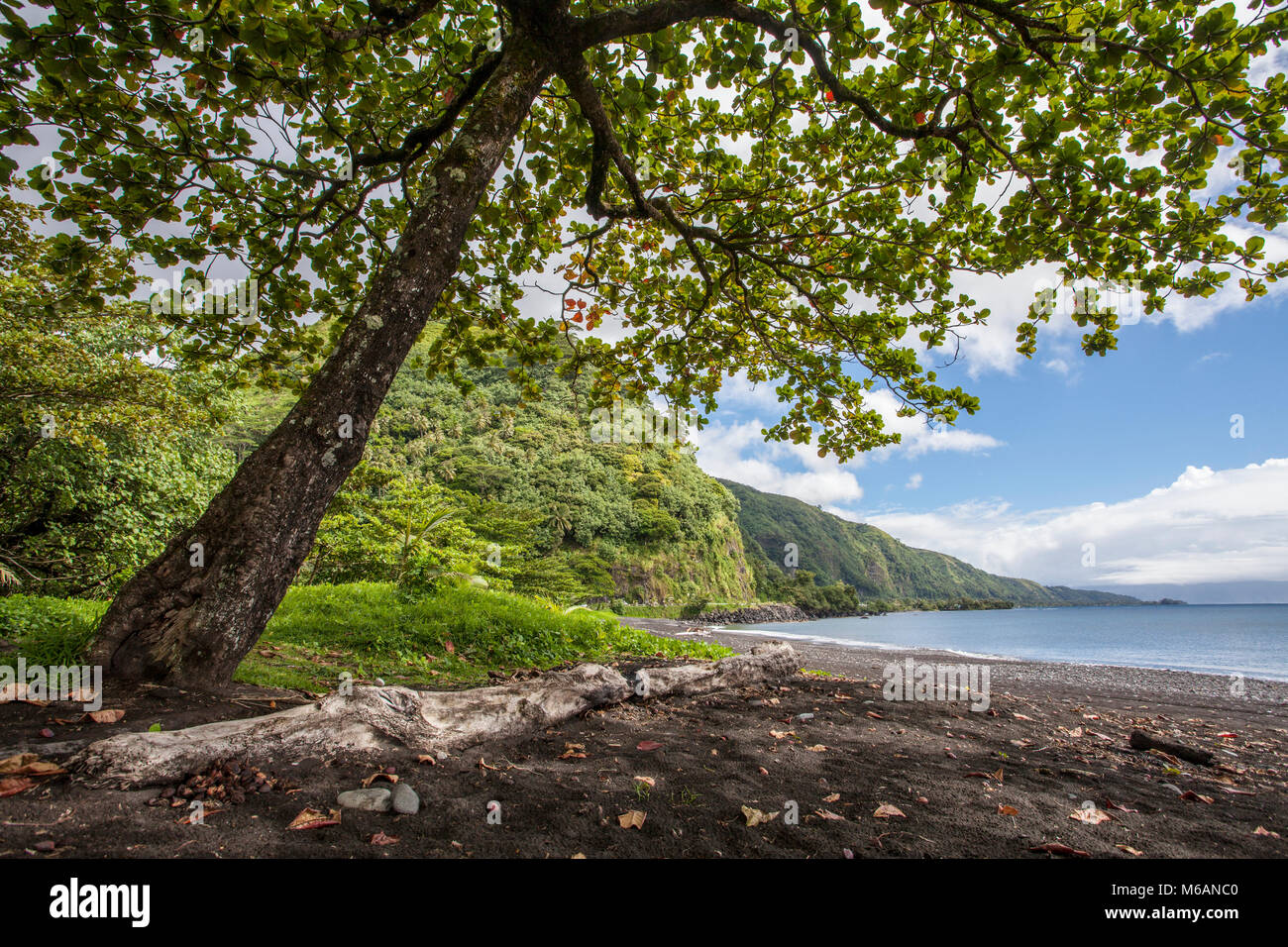 Grande Albero, spiaggia, il paesaggio costiero, Tahiti, Polinesia Francese Foto Stock