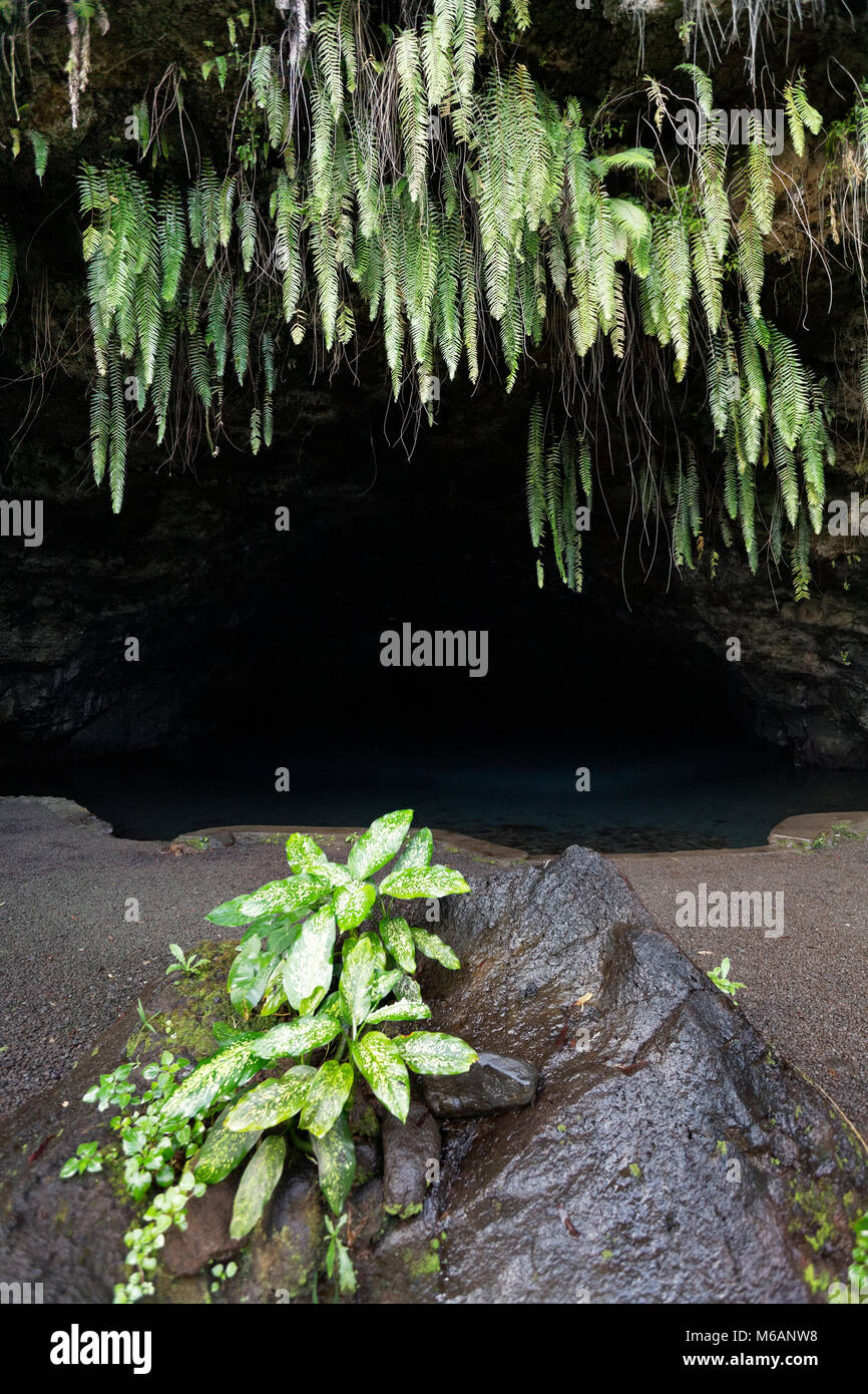La Grotta di Maraa, grotta salina, grotta, felce, Taravao, Tahiti, Polinesia Francese Foto Stock
