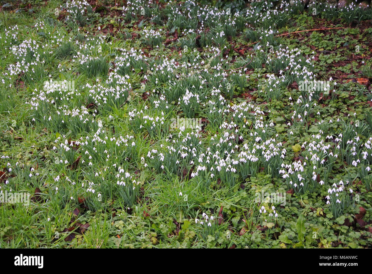 Fioritura invernale bucaneve, Galanthus, in British woodland - Giovanni Gollop Foto Stock