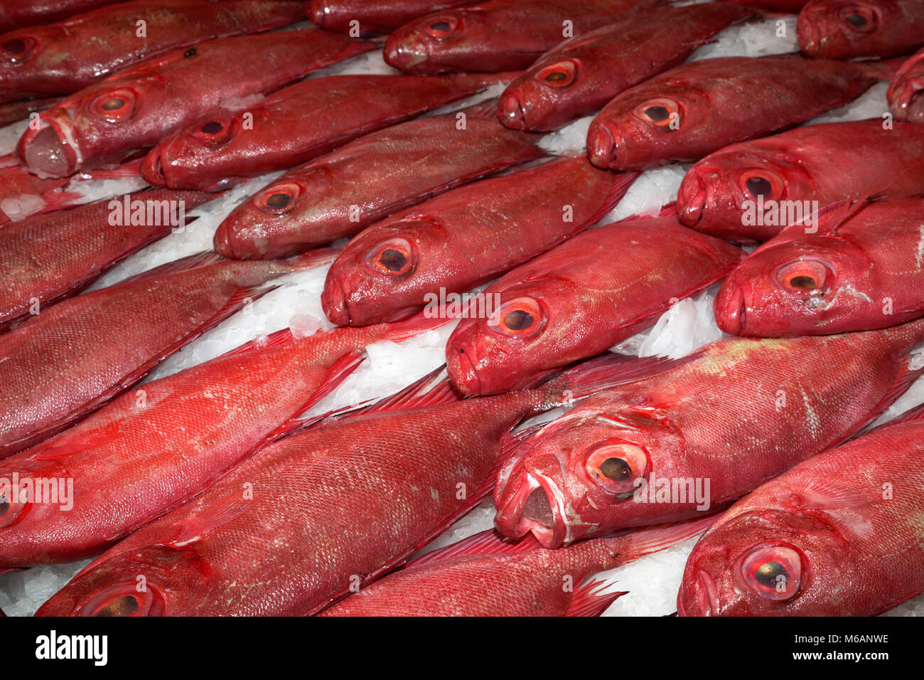 Pesce rosso per la vendita, comune tonno obeso (Priacanthus hamrur), mercato, Tahiti, Polinesia Francese Foto Stock