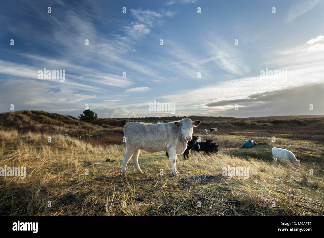 Razza rara di bestiame al pascolo di conservazione SSSI Foto Stock