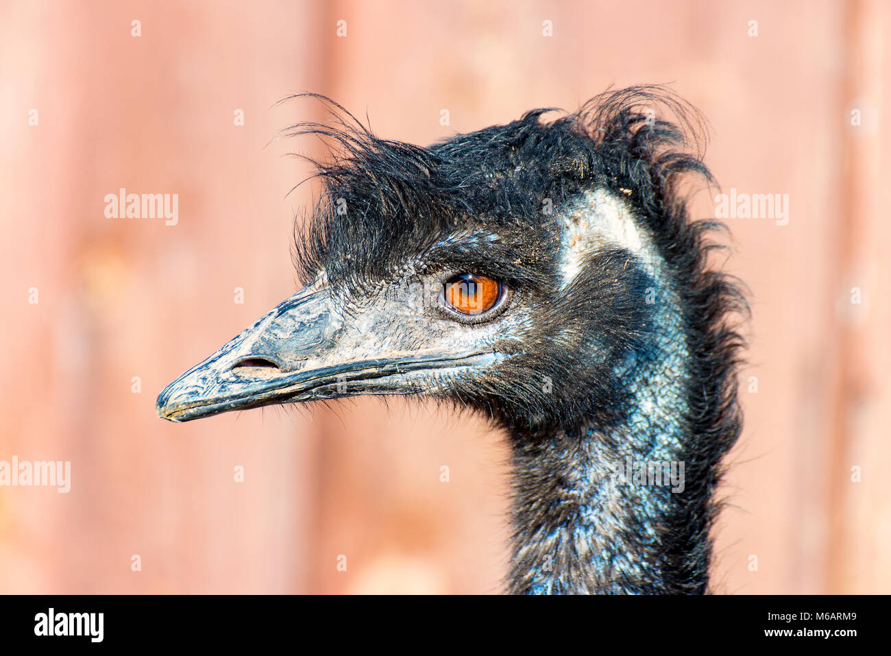 La testa di una UEM Bird guardare in avanti 2 Foto Stock