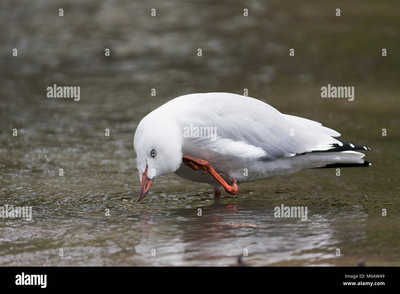 Seagull avente una vasca da bagno e di scoprire i wonders della cosa un ottimo scratch può fare Foto Stock