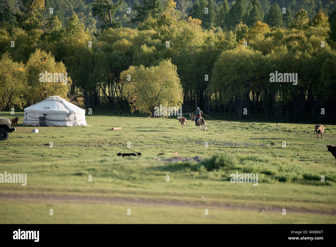 Un nomade cowboy mongola roping una vacca a cavallo utilizzando un tradizionale lazo. Gorkhi-Terelj Parco Nazionale, Mongolia. Foto Stock