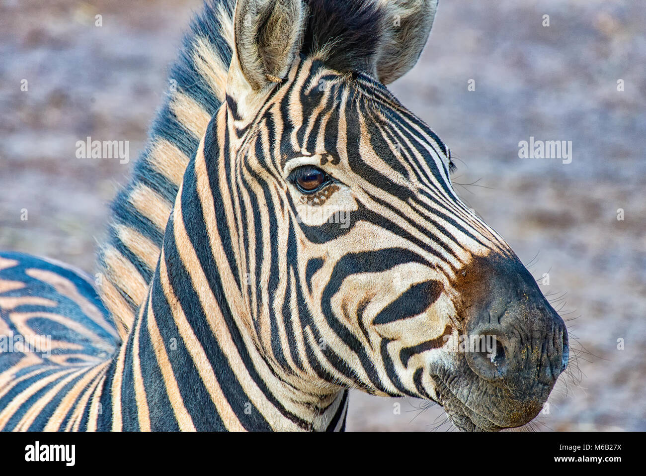 Testa di una zebra Foto Stock