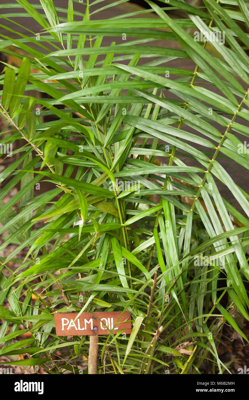 Piantina di olio di palma (Elaeis guineensis) con cartello su percorso naturalistico autoguidato a Rimba Ecolodge a Kalimantan, Borneo, Indonesia Foto Stock