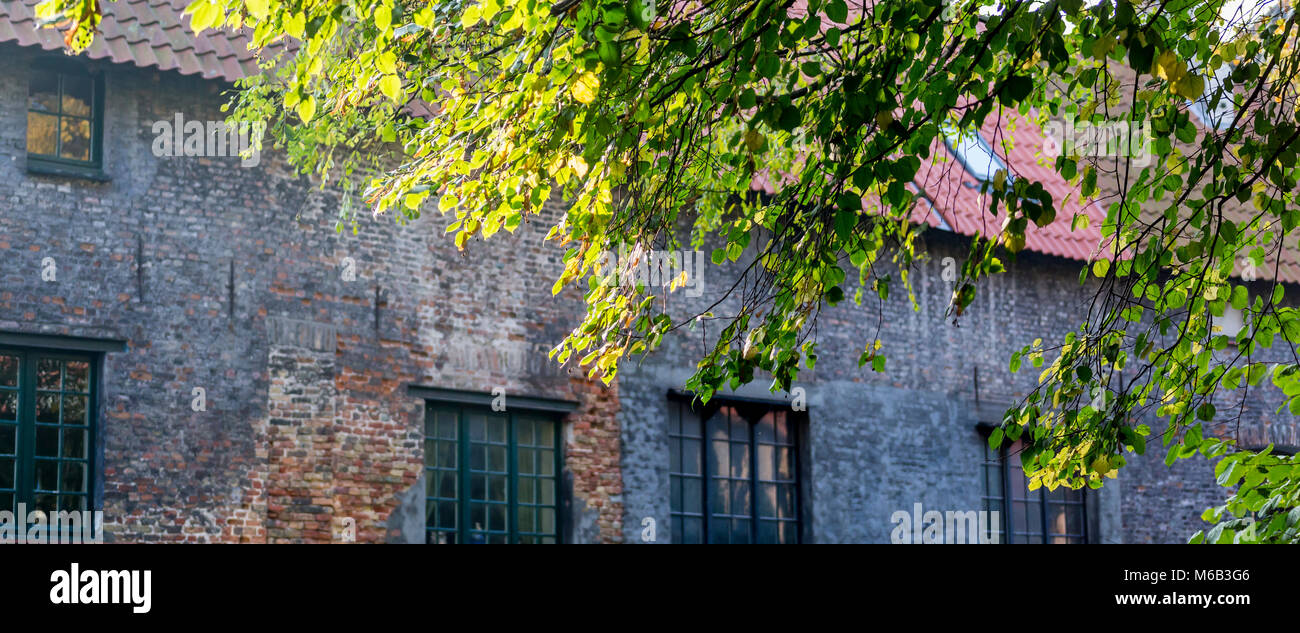 Albero soleggiato contro antichi mattoni casa sul canale in Bruges Foto Stock
