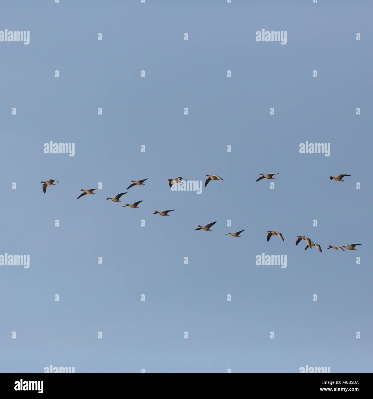 Natural grey goose (Anser anser) gli uccelli in volo in V-formazione durante la migrazione, cielo blu Foto Stock