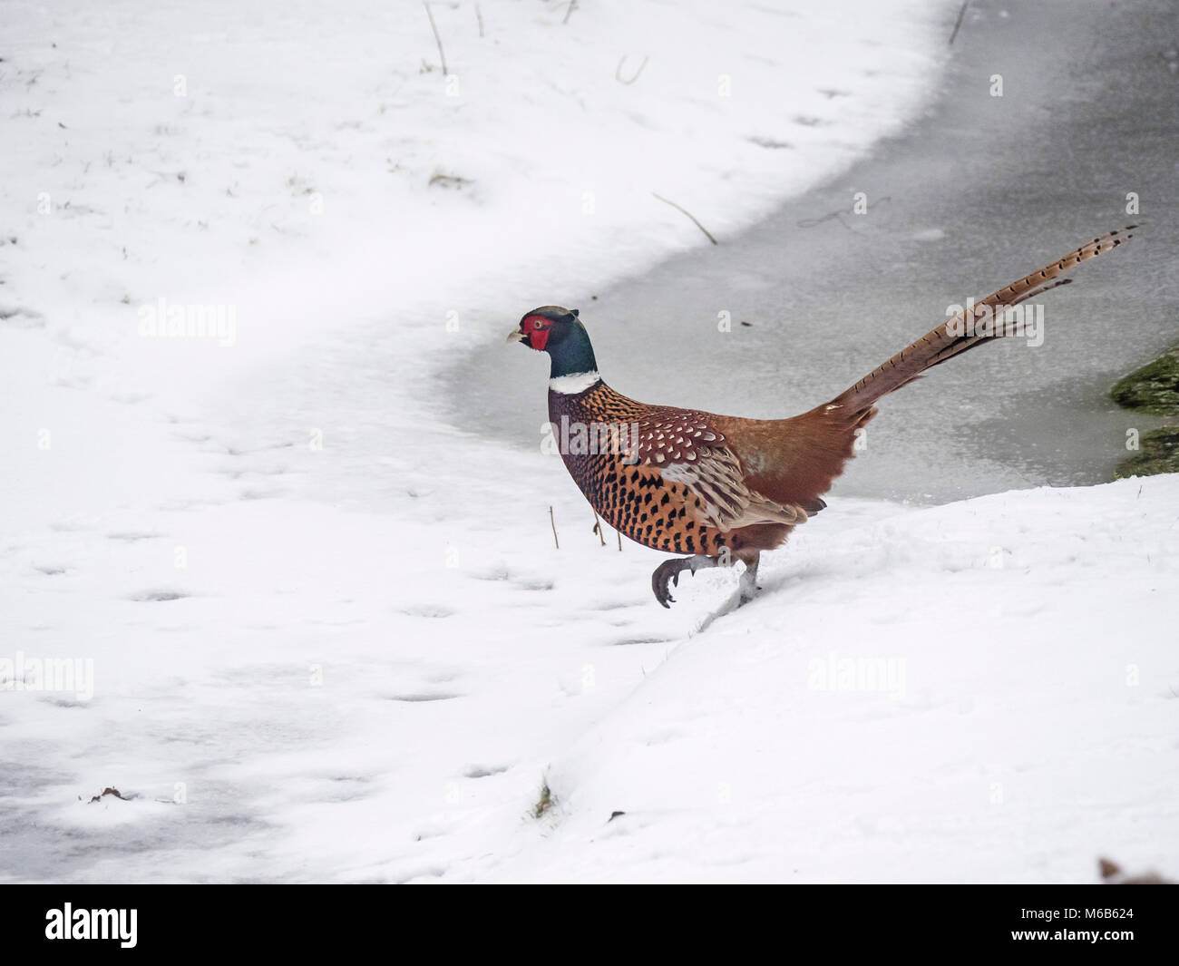 Fagiano maschio Phasianus colchicus in esecuzione nella neve da Congelato stagno Foto Stock