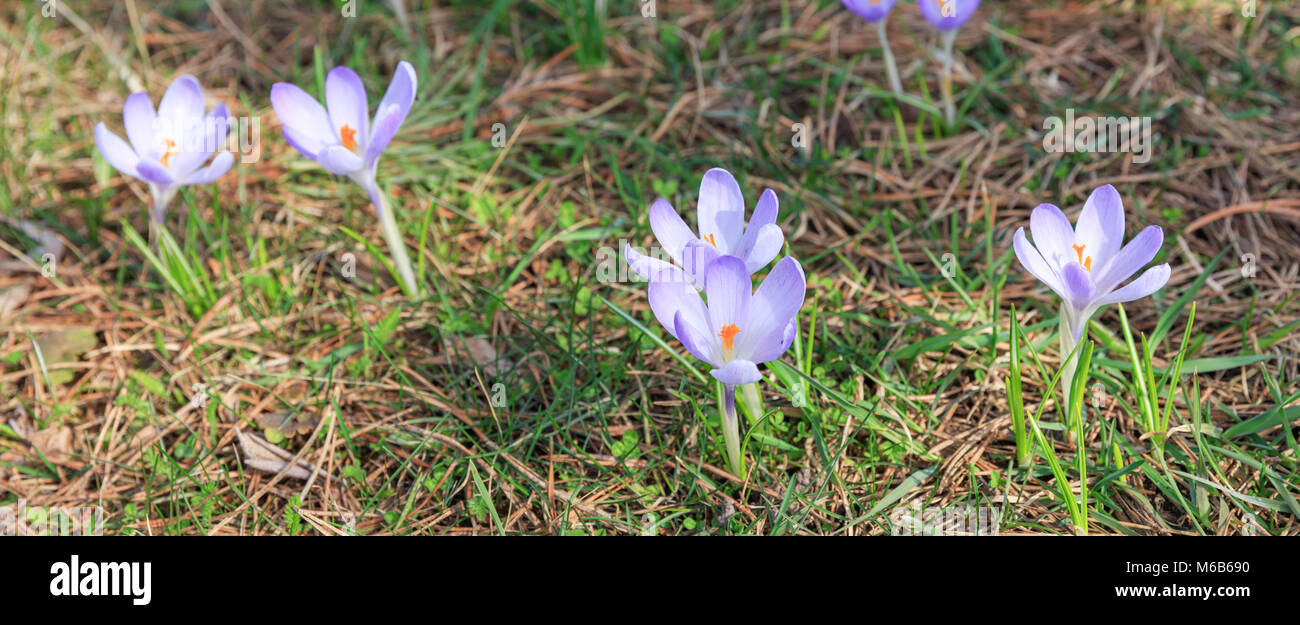 Il Croco Alpino Blossom Bella Fresca Violetta Crocus Fiore Di Fioritura In Primavera Prima Molla Fiori Fioriscono Sotto La Luce Diretta Del Sole Vi Panoramica Foto Stock Alamy