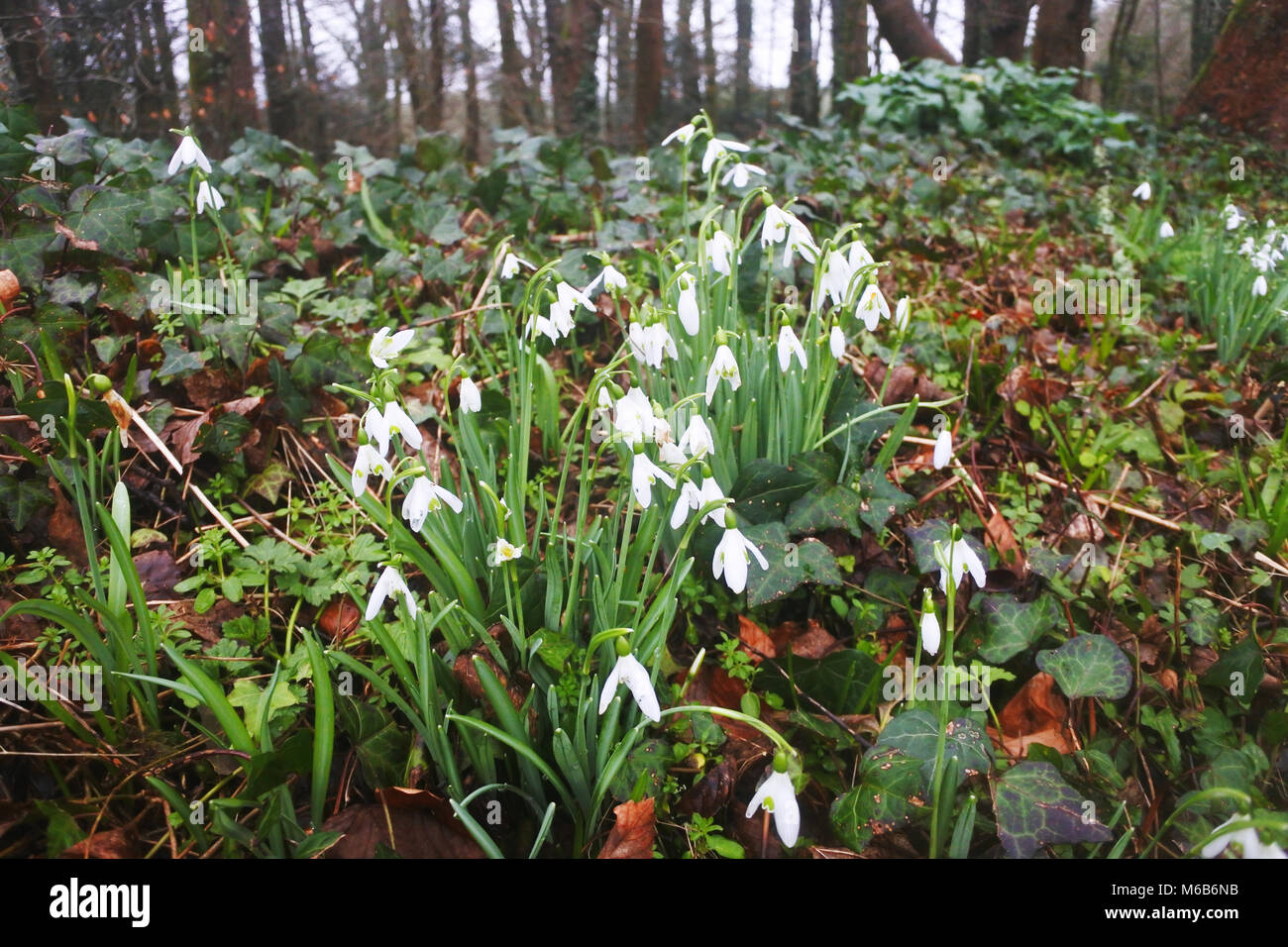 Fioritura invernale bucaneve, Galanthus, in British woodland - Giovanni Gollop Foto Stock