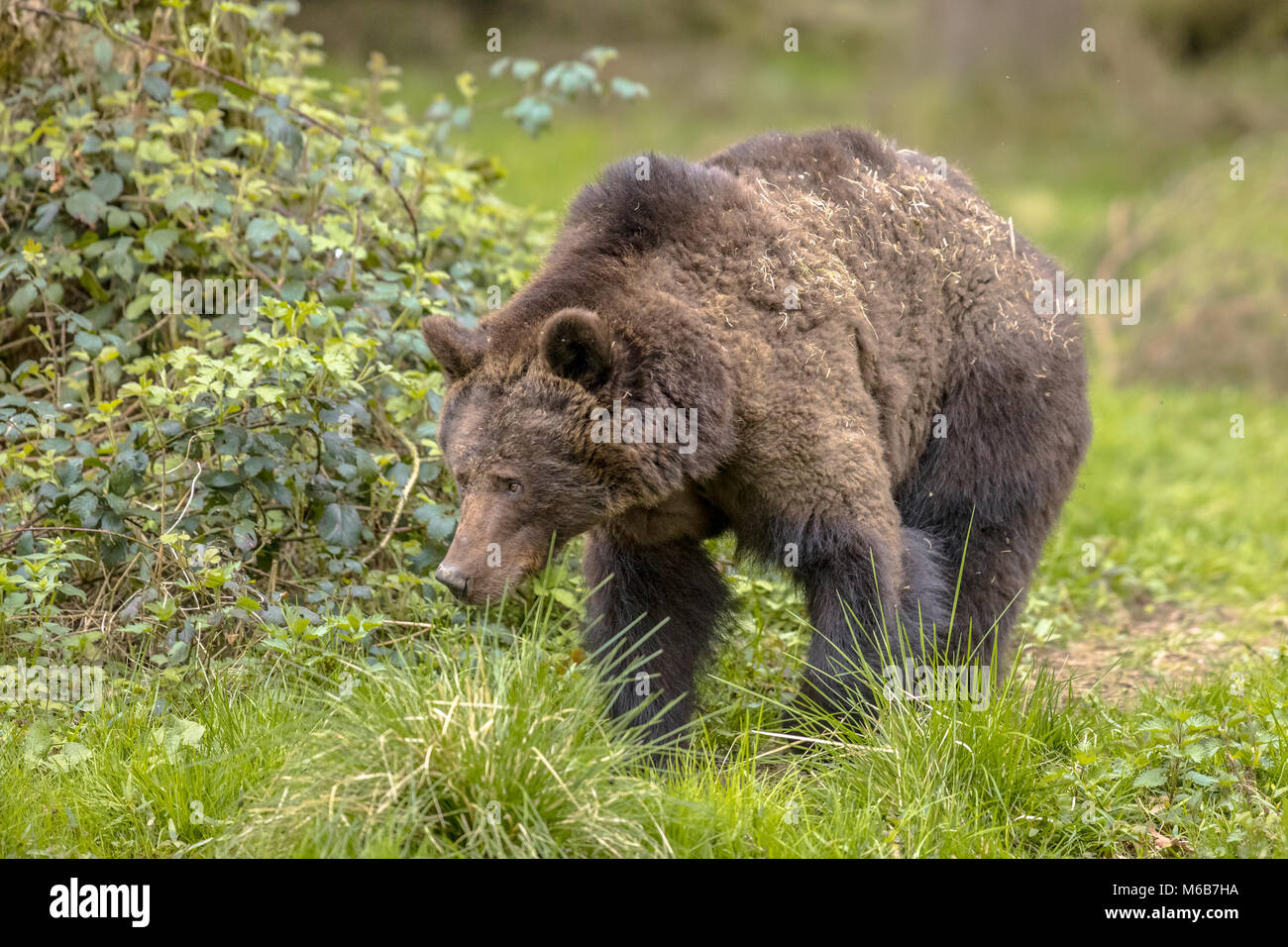 Unione orso bruno ((Ursus arctos) rovistando nella foresta di habitat. Questo è il più diffuso orso e si trova in gran parte del nord Eurasia Foto Stock